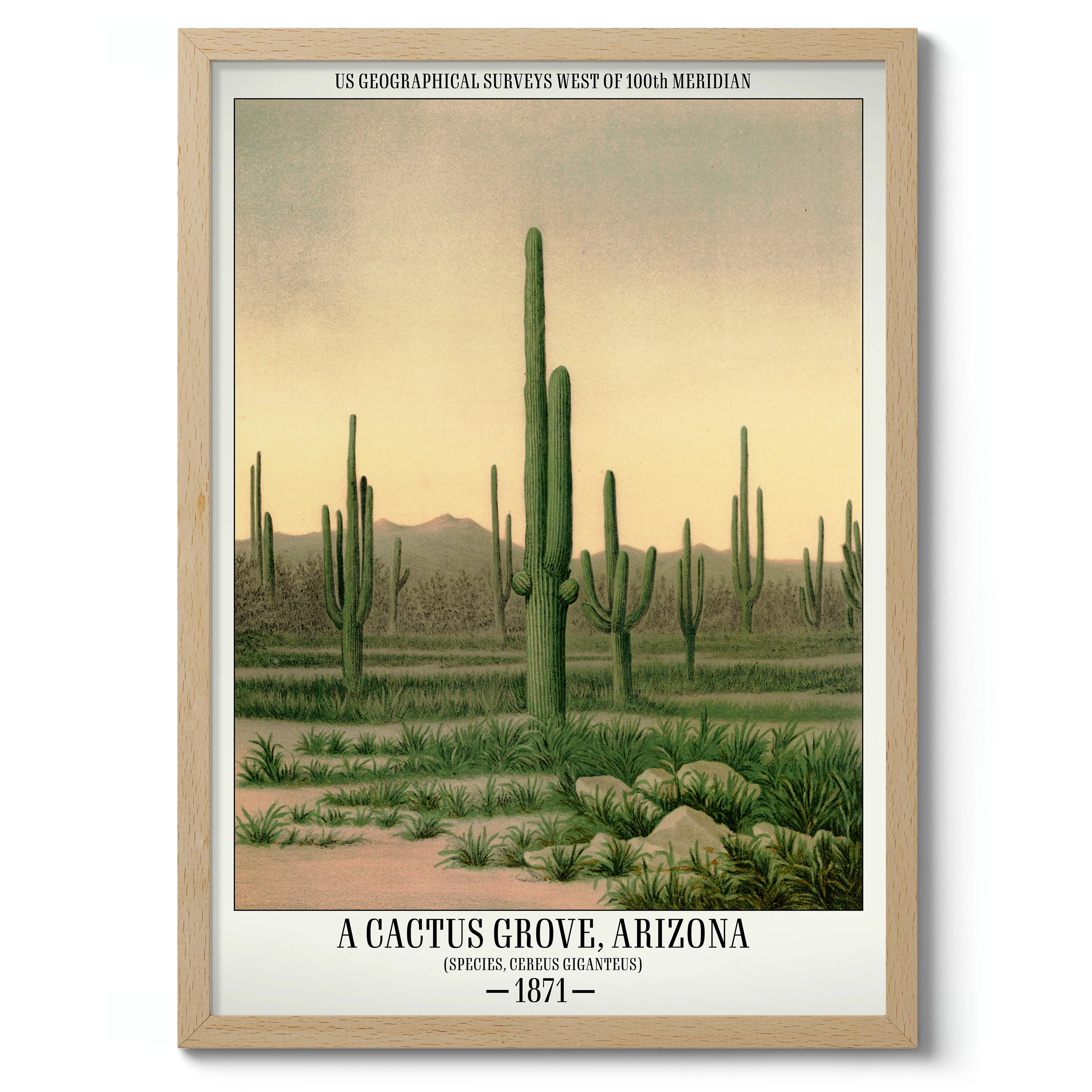 A Cactus Grove, Arizona - Image 3