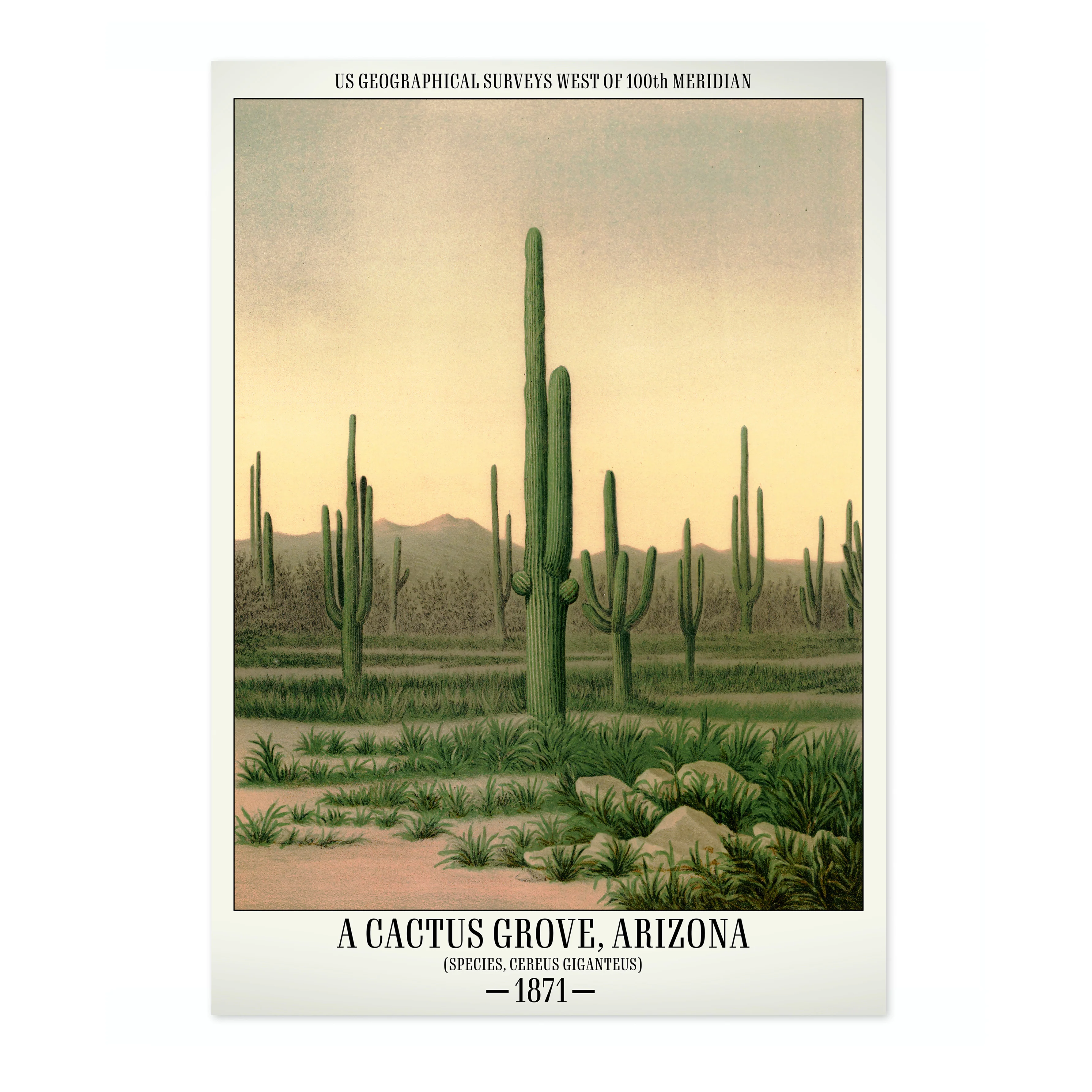 A Cactus Grove, Arizona - Image 4
