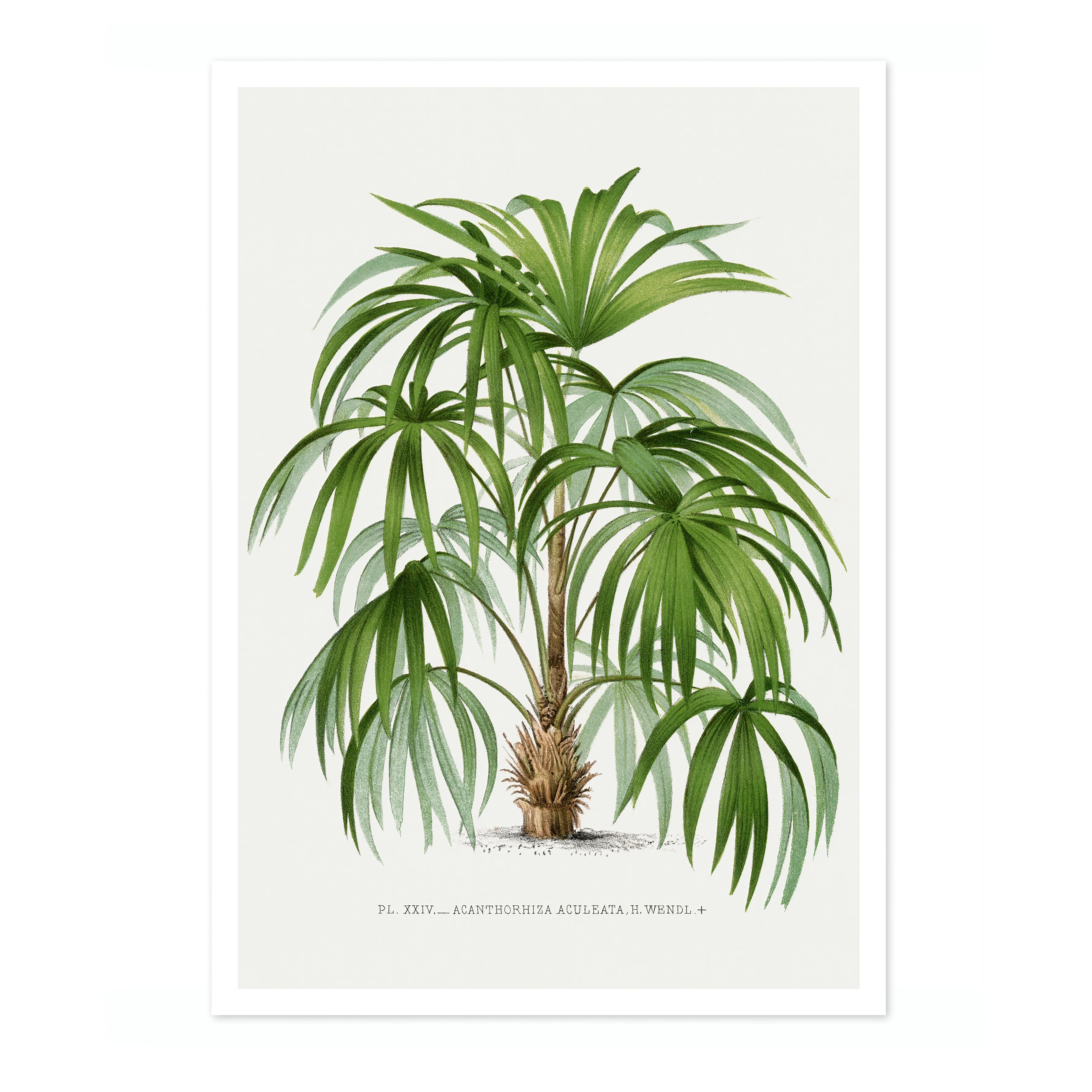 Acanthorhiza Aculeata - Image 4