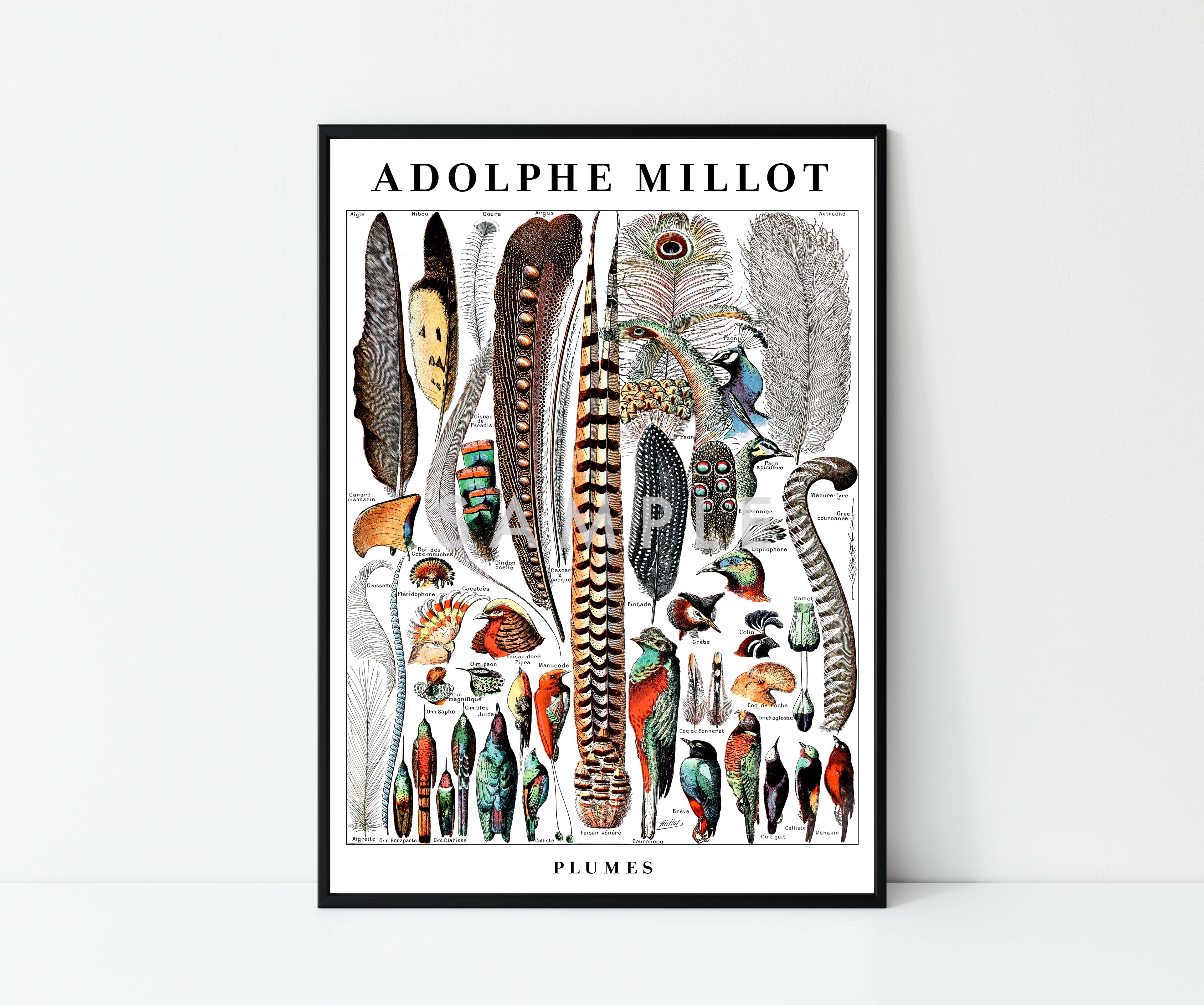 Adolphe Millot Birds - Set of 3 - Image 6