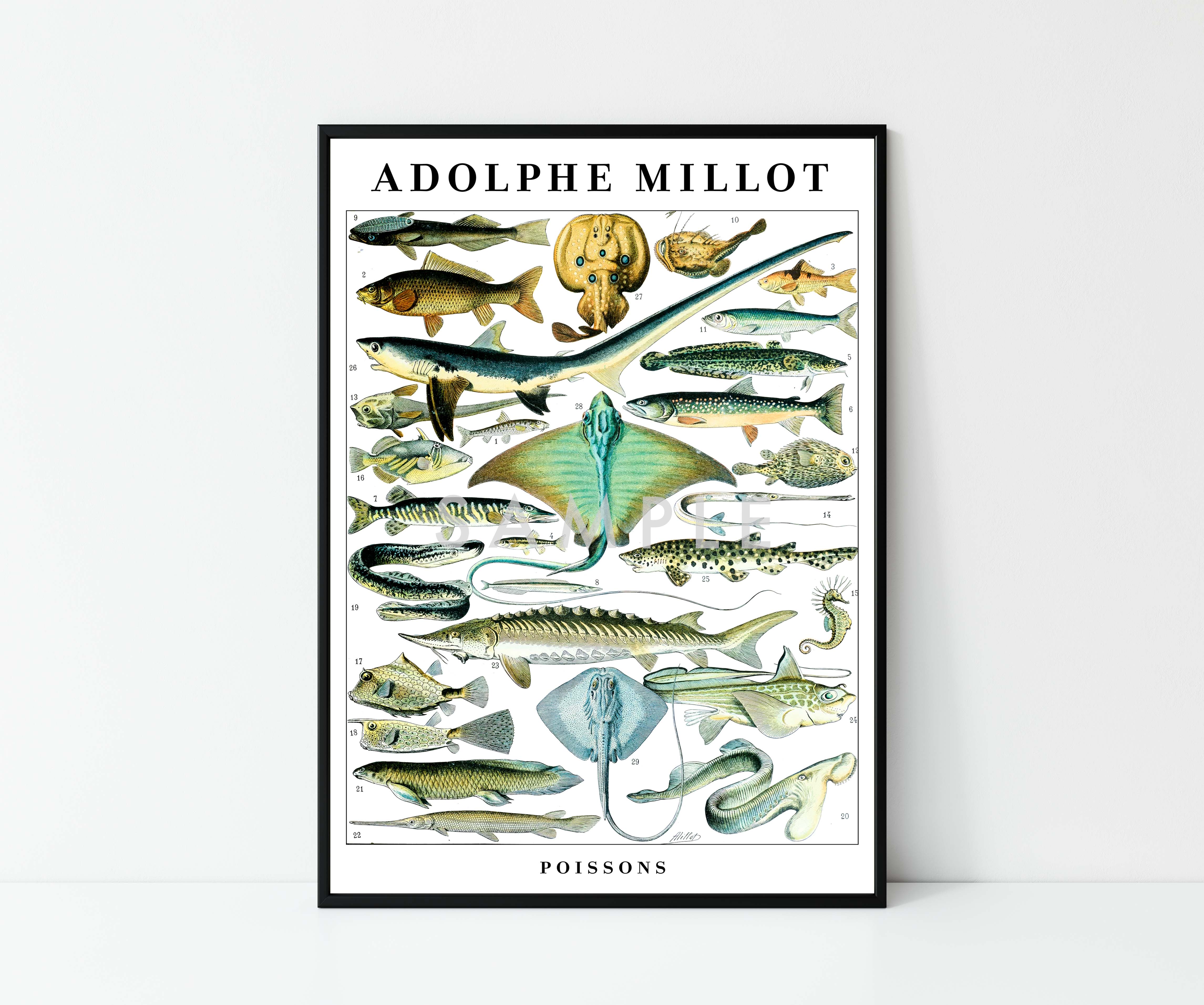 Adolphe Millot Sea Life - Set of 3 - Image 7