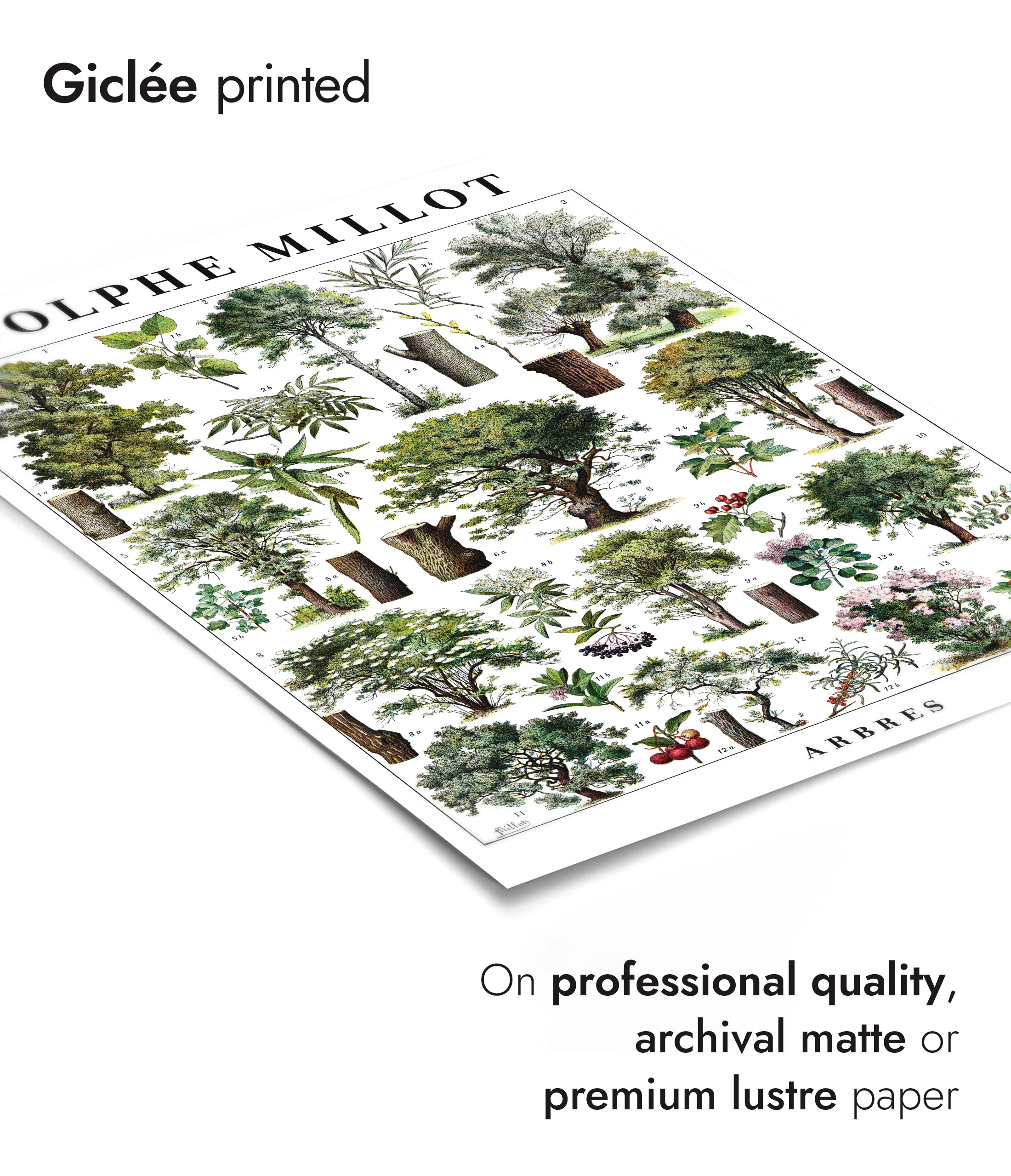 Adolphe Millot Trees - Set of 3 - Image 8
