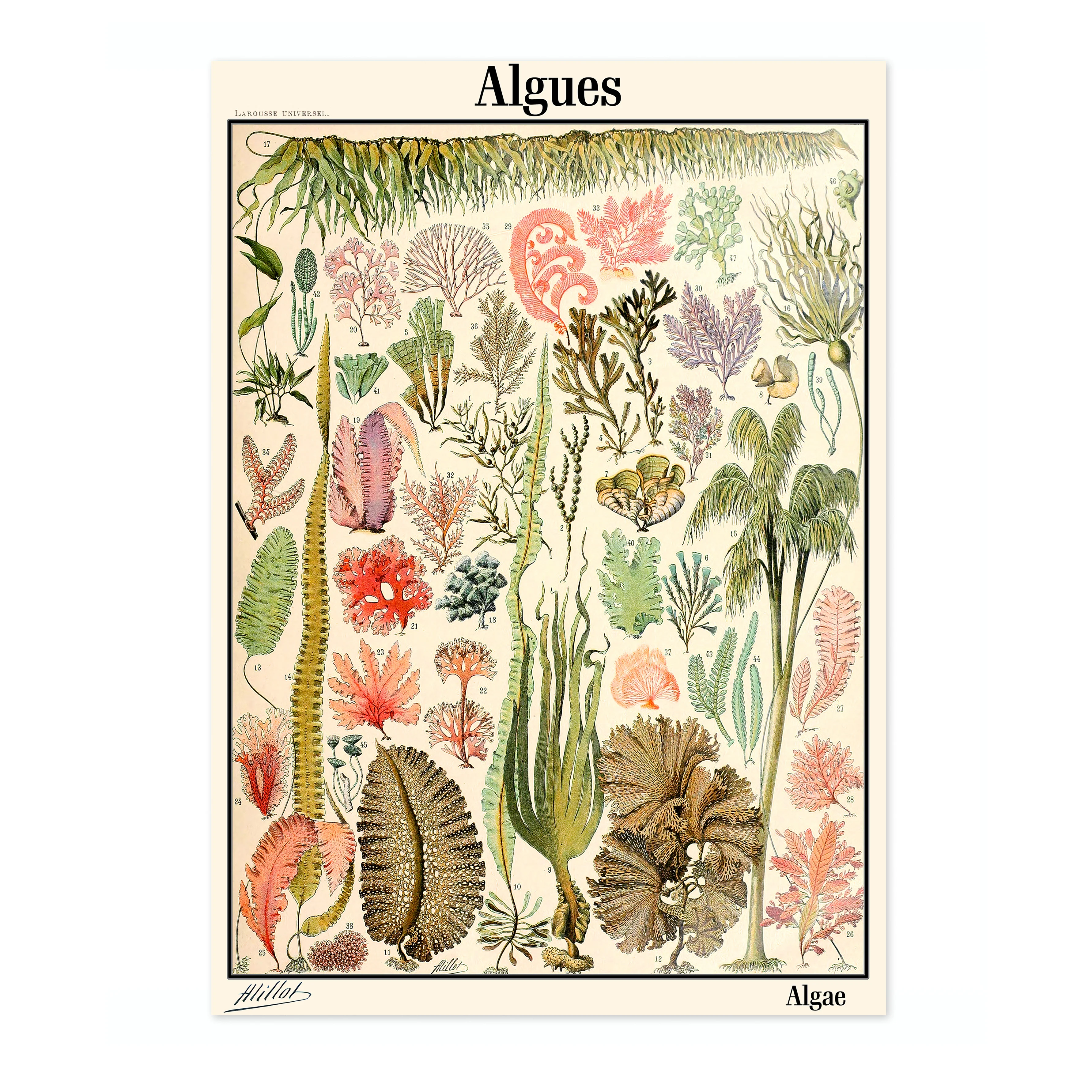 Algae - Image 4
