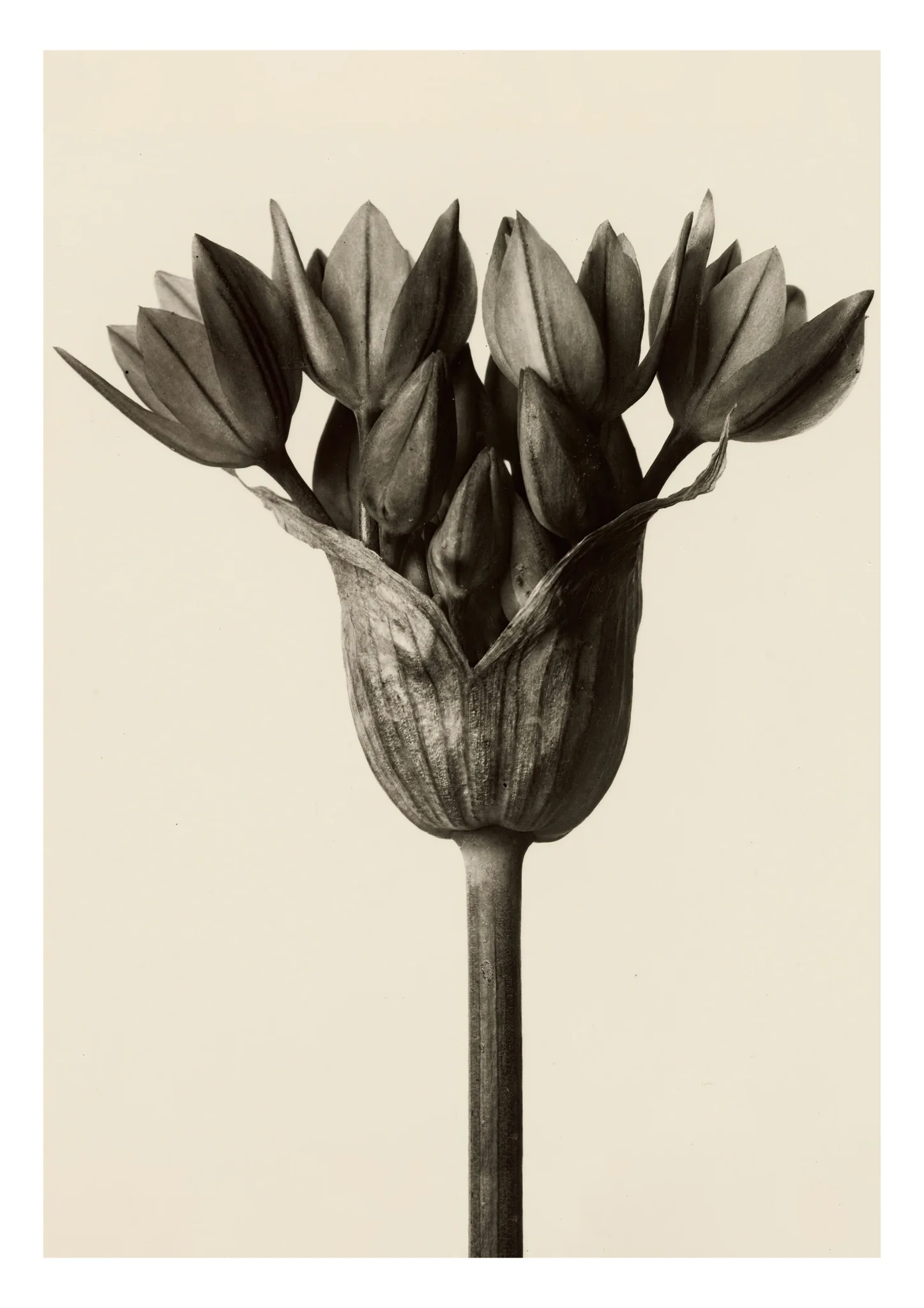 Allium Ostrowskianum