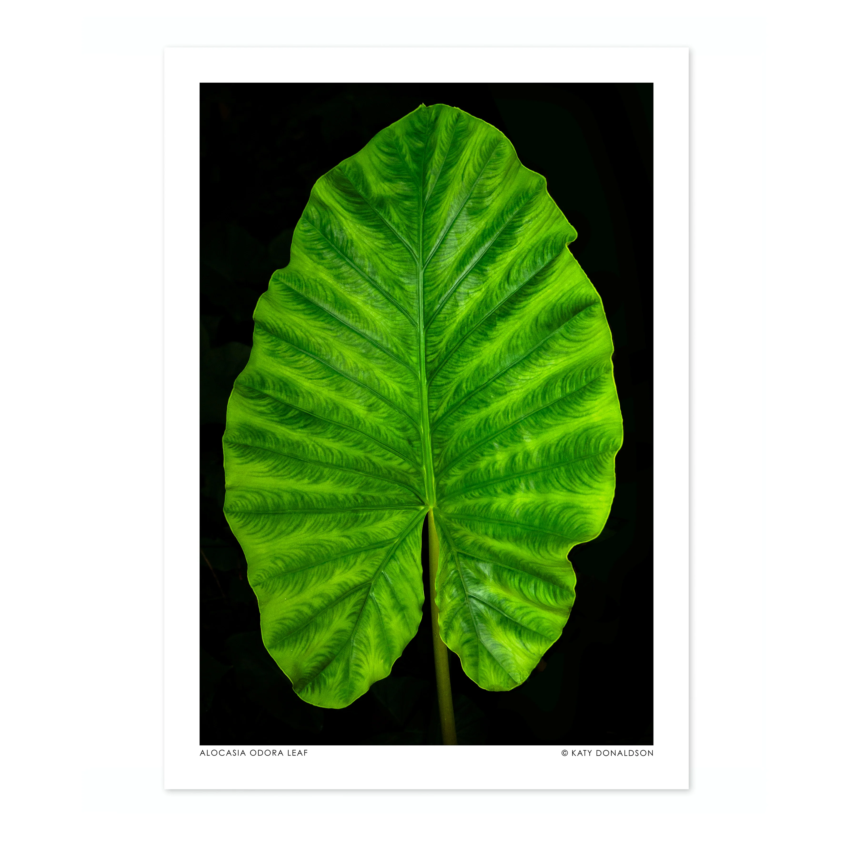 Alocasia Odora Leaf - Image 4