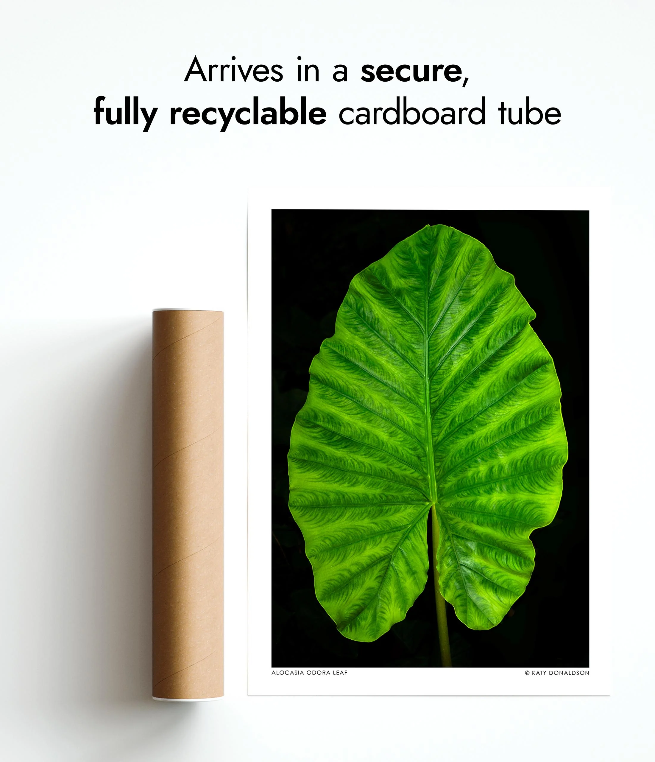 Alocasia Odora Leaf - Image 9