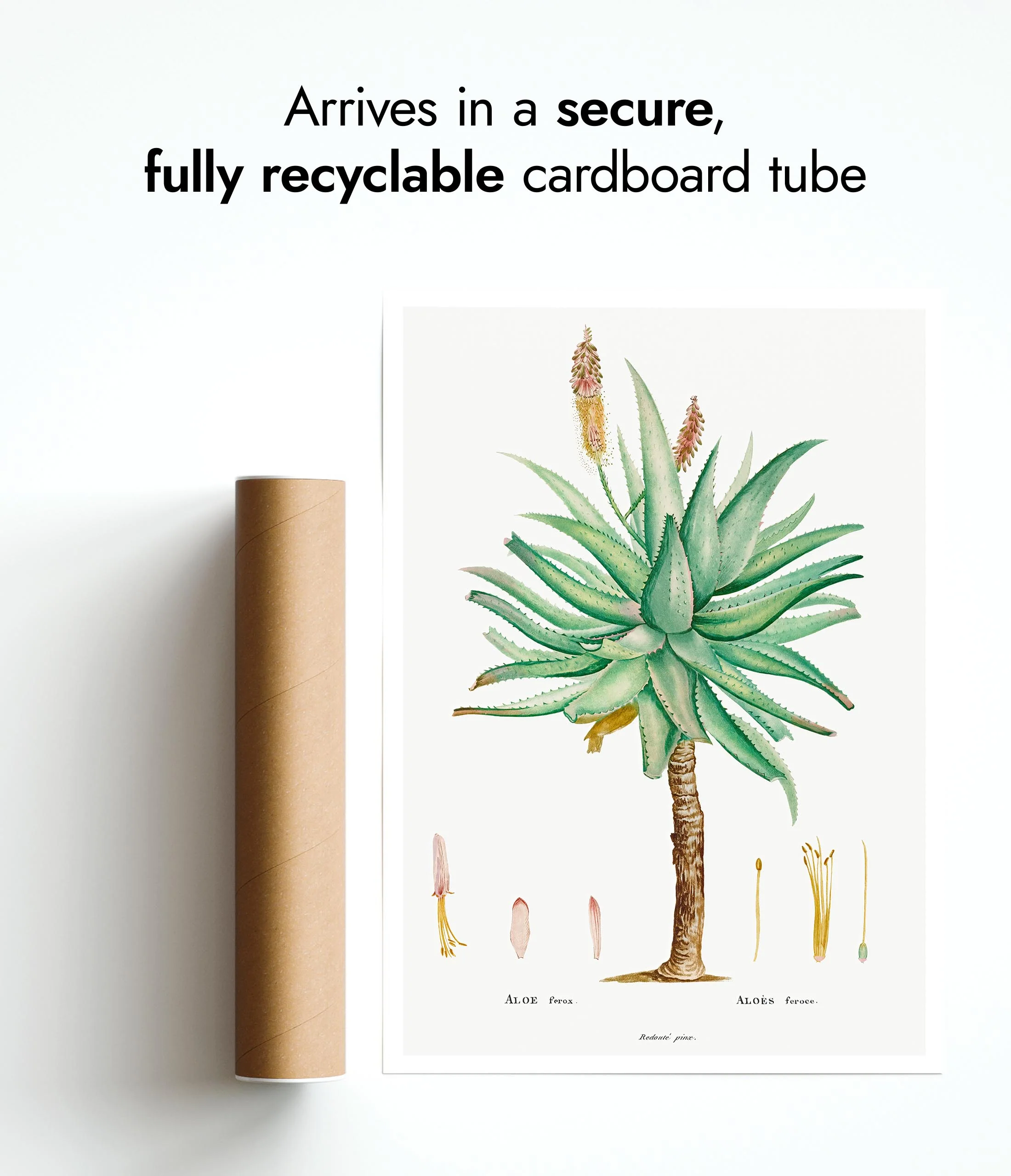 Aloe Ferox - Image 9