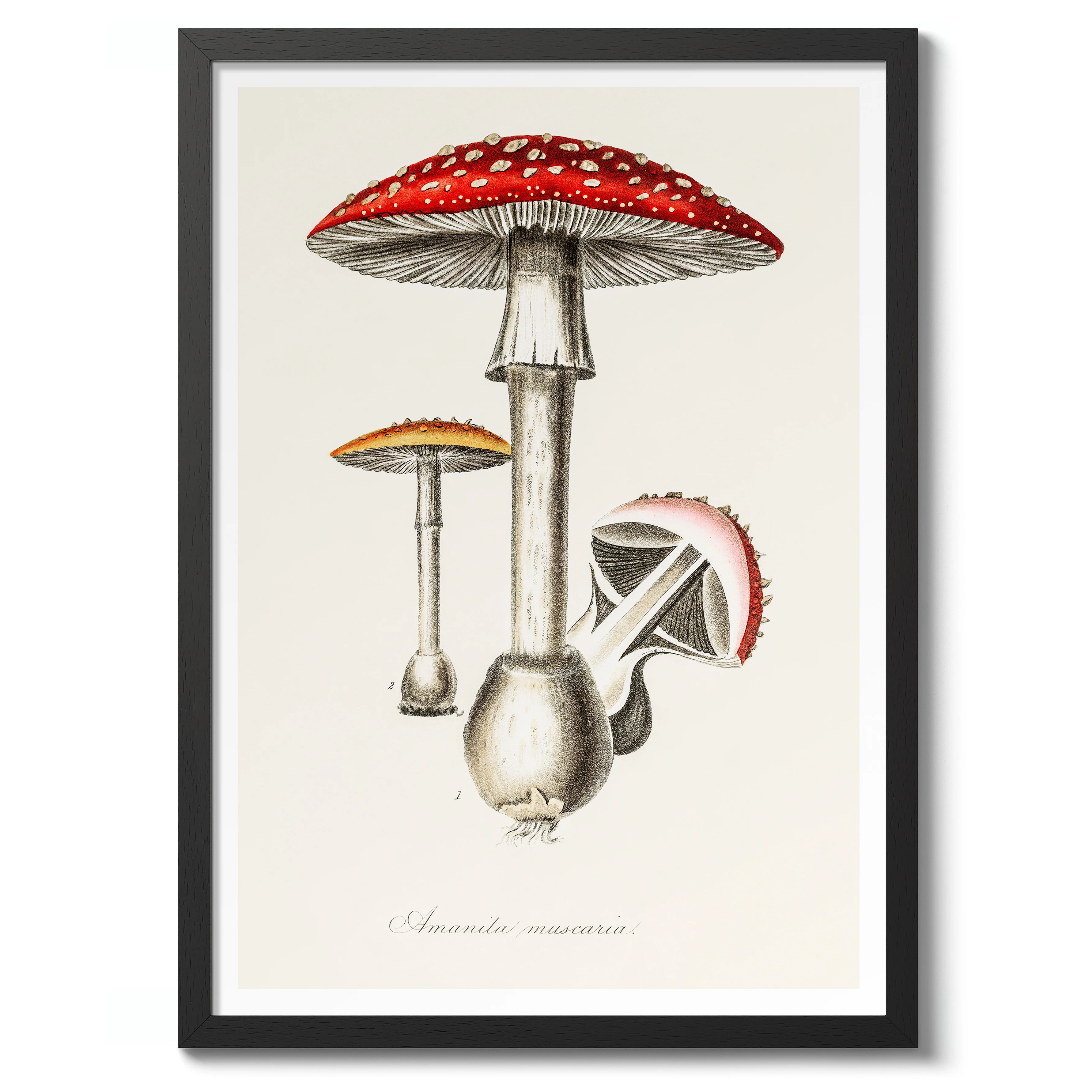 Amanita Mushroom - Image 2