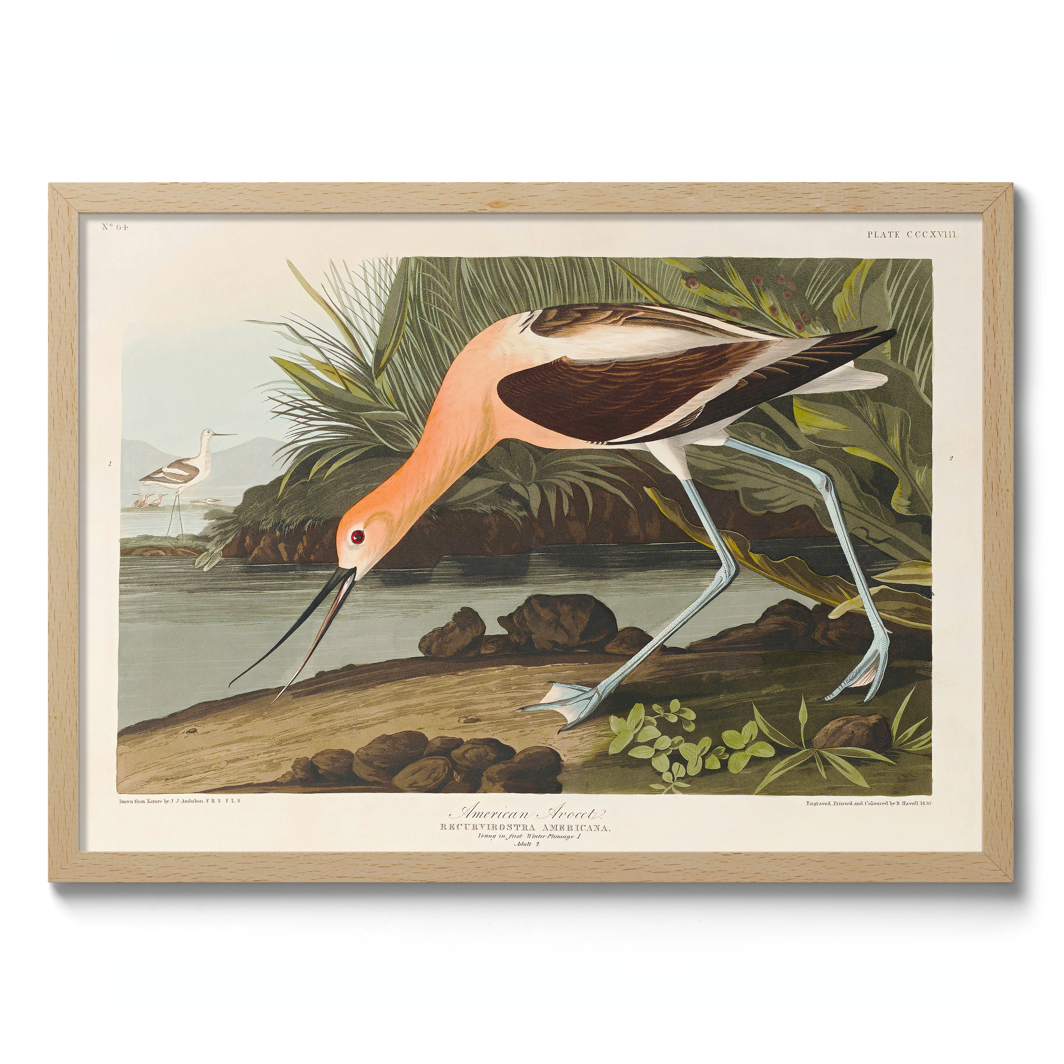 American Avocet - Image 3