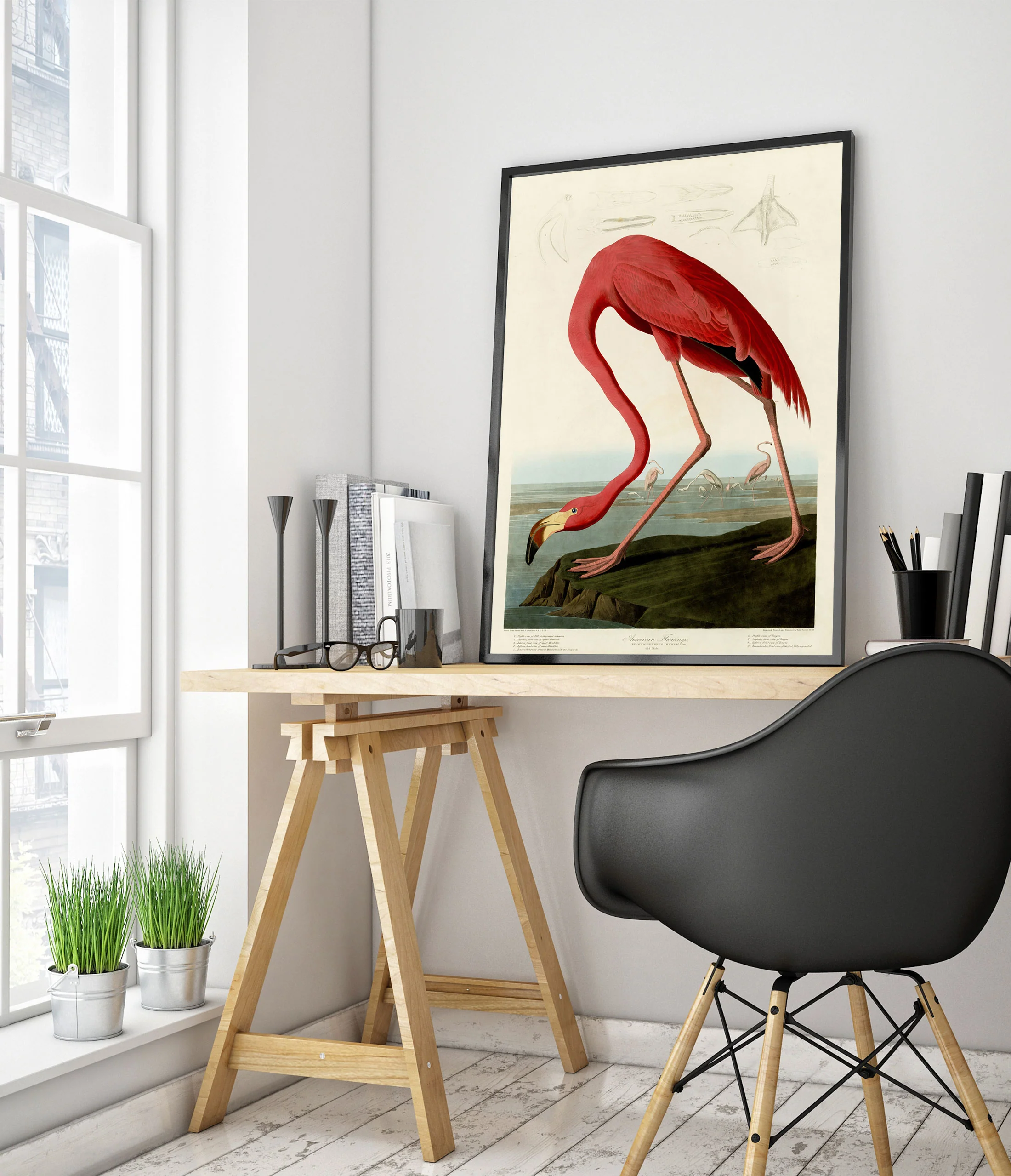 American Flamingo - Image 5