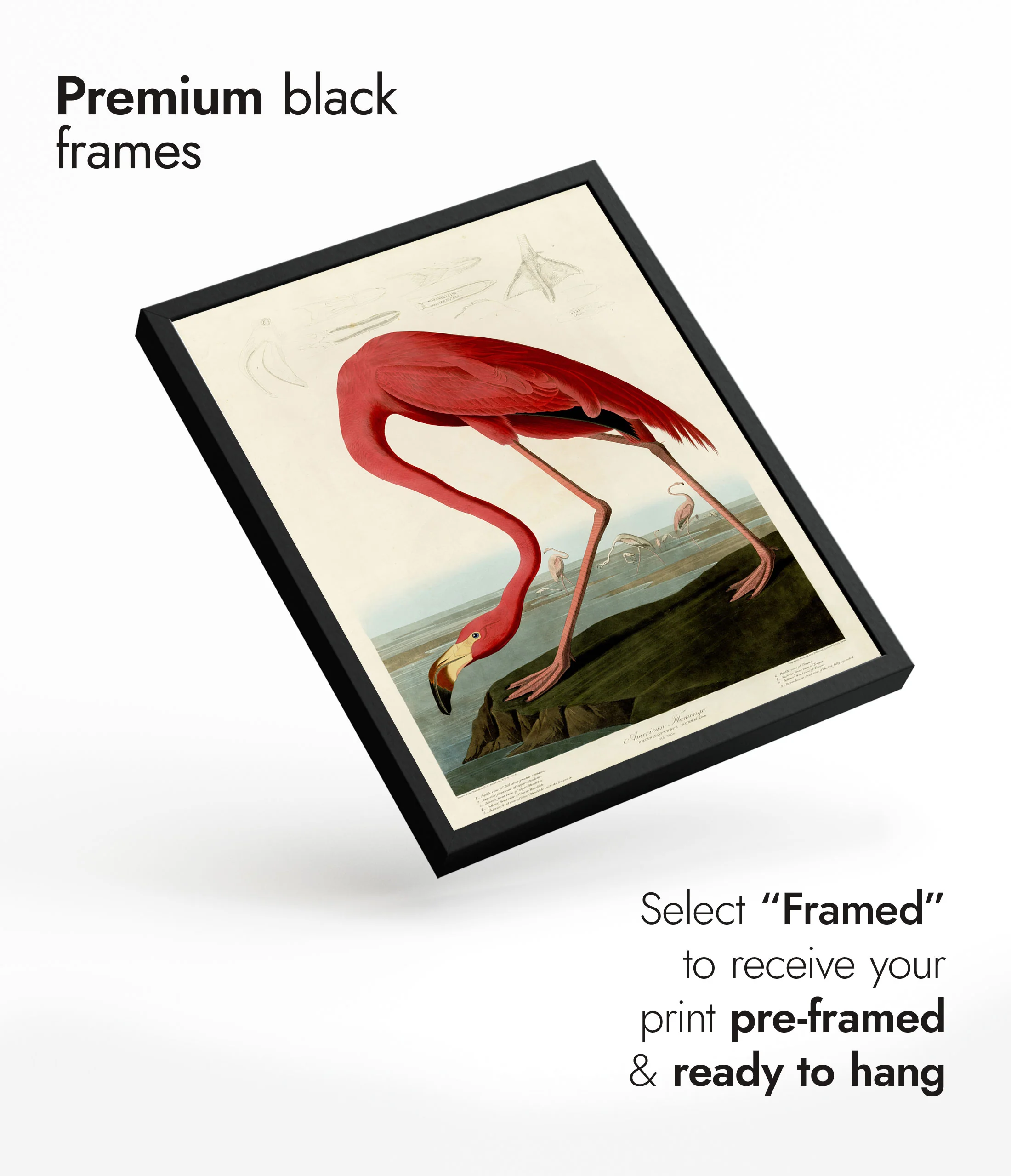American Flamingo - Image 7