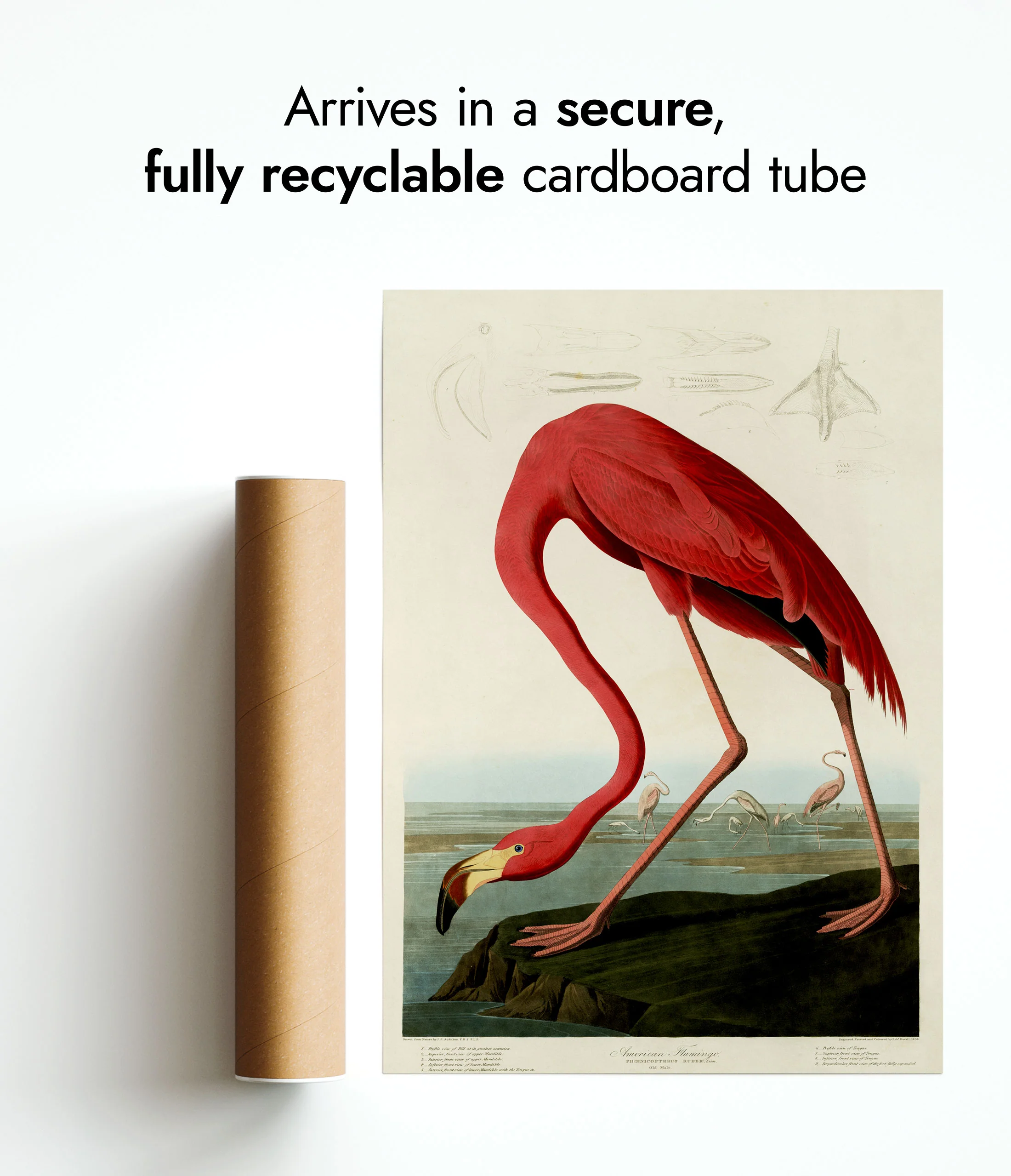 American Flamingo - Image 9