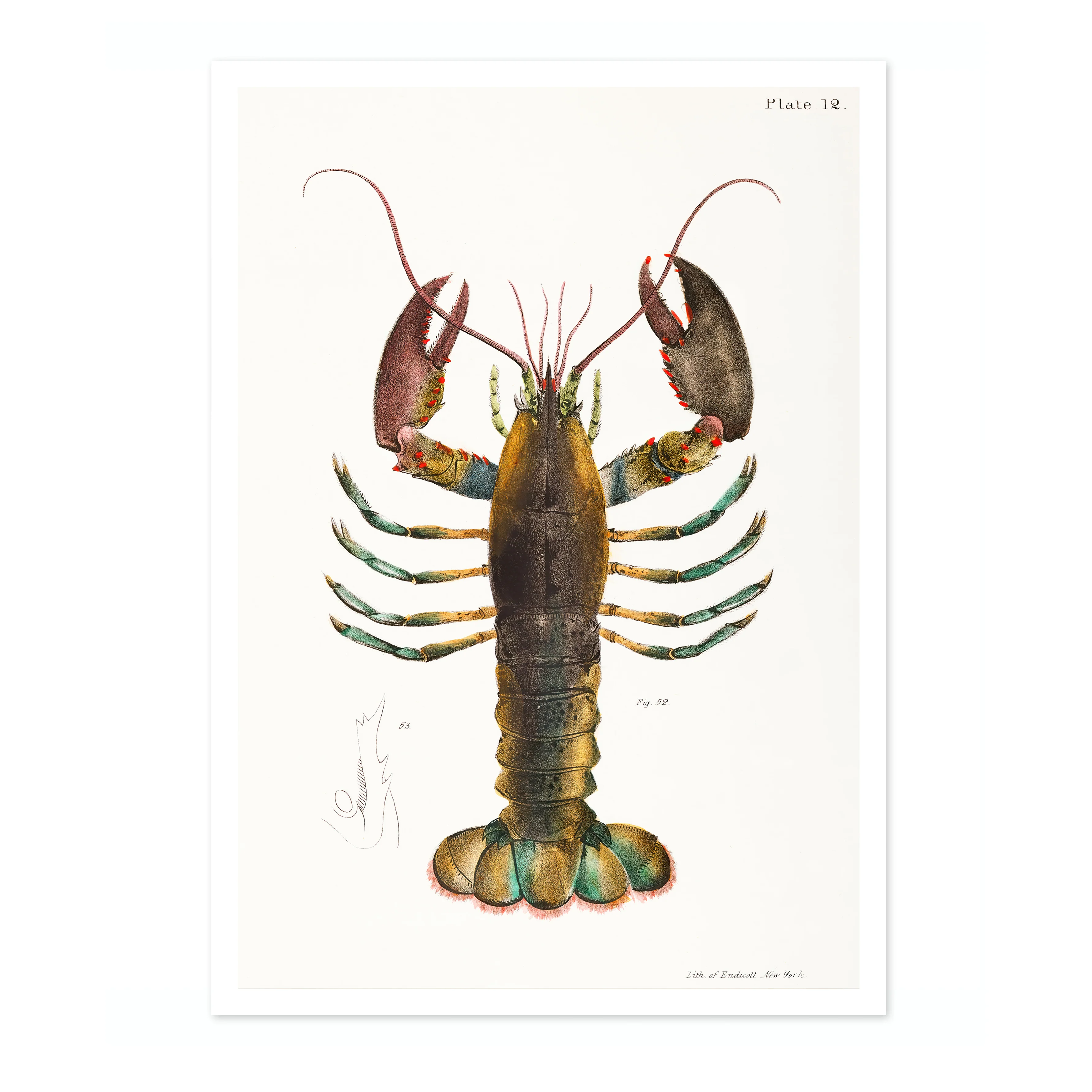 American Lobster (Homarus Americanus) - Image 4