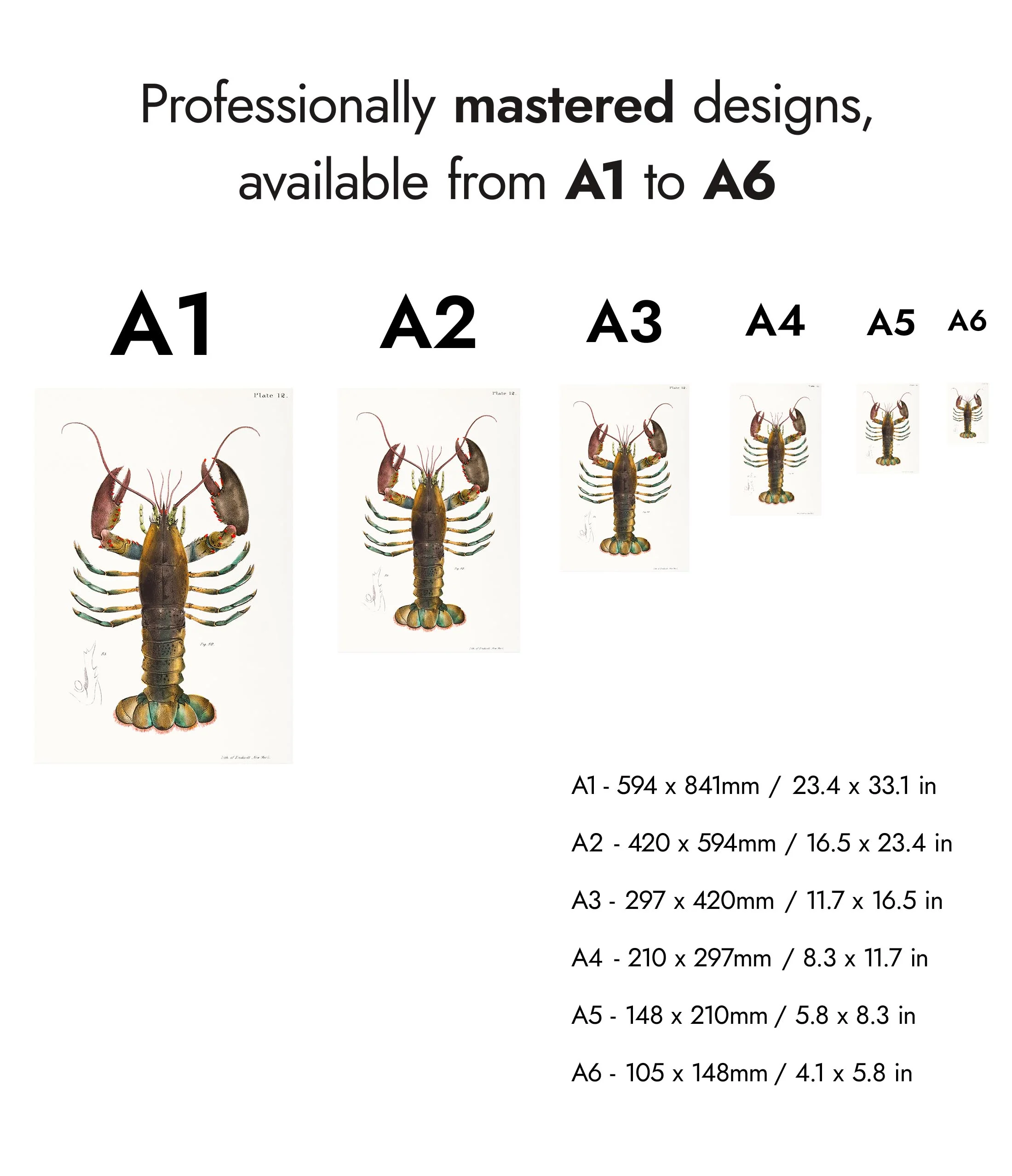 American Lobster (Homarus Americanus) - Image 8