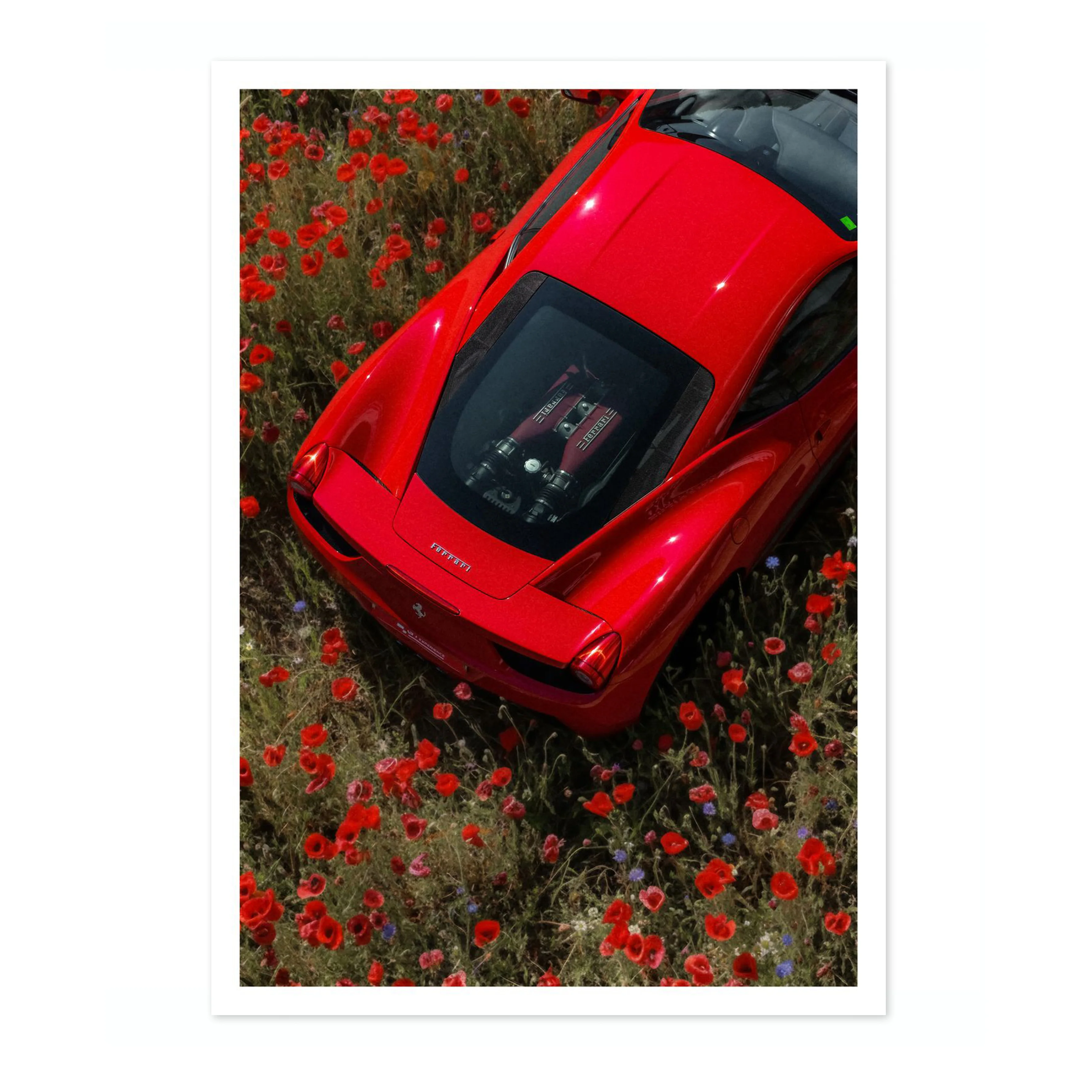 Amidst the Poppies - Image 4