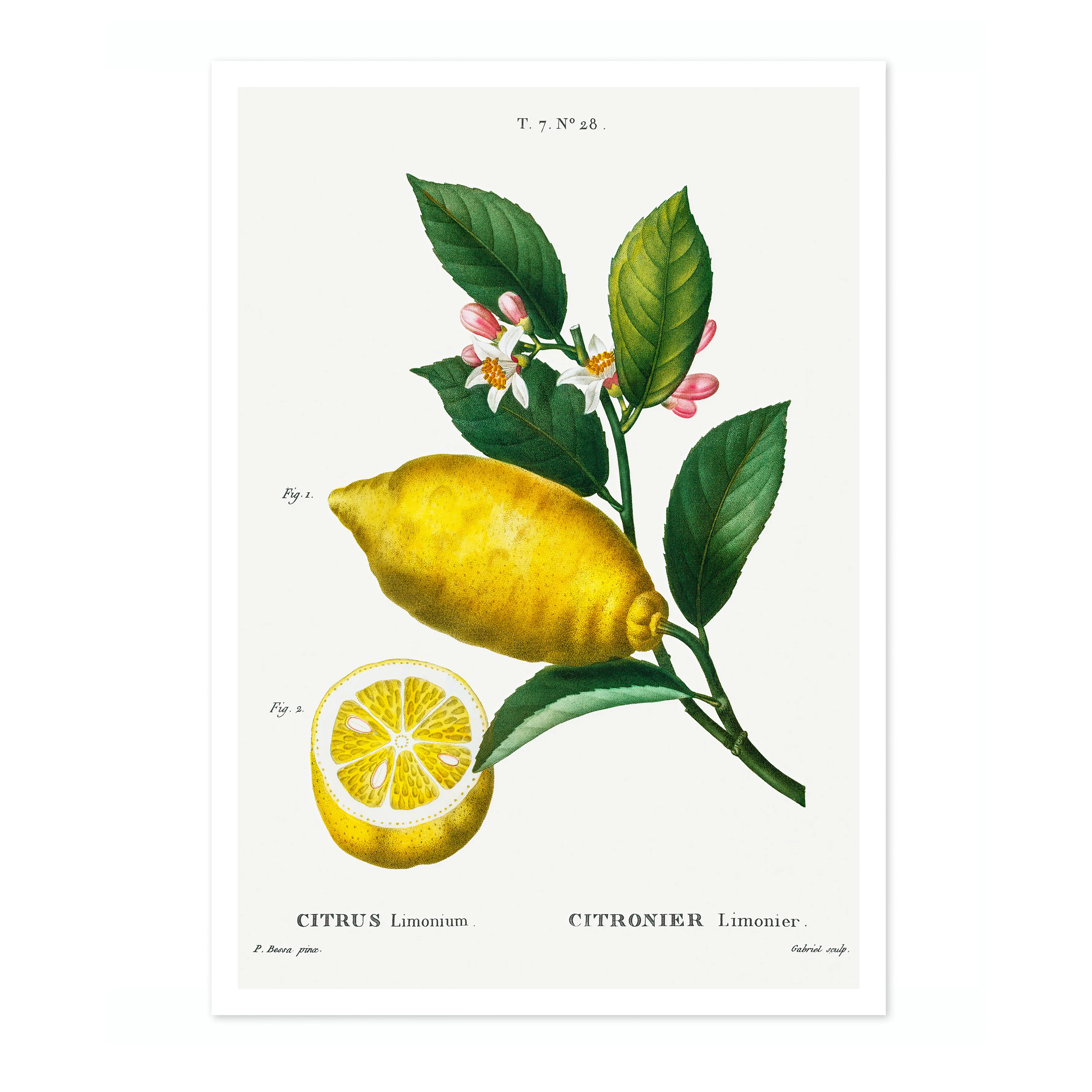 An Enlarged Lemon - Image 4