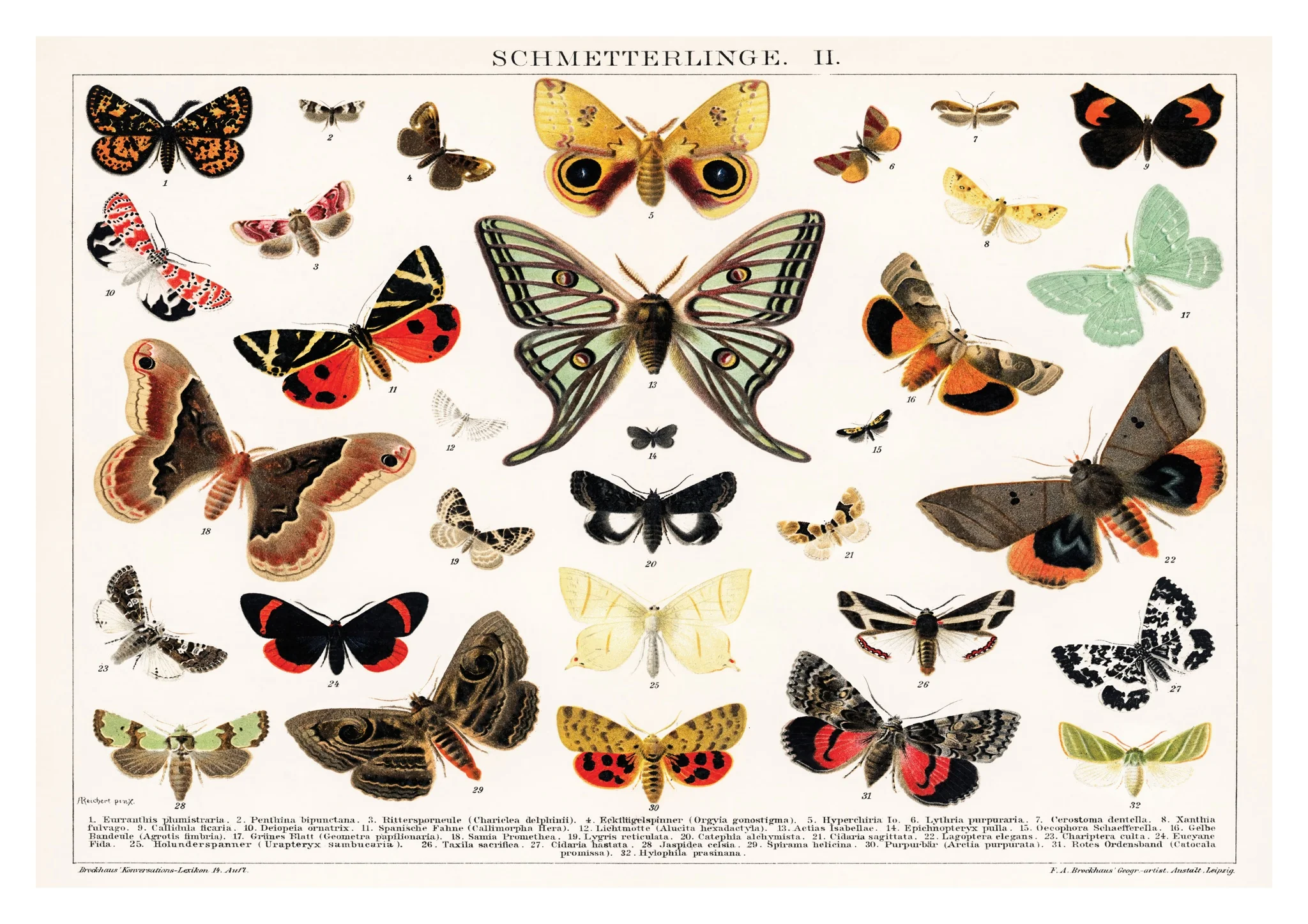 Antique Butterfly and Moth Lithograph