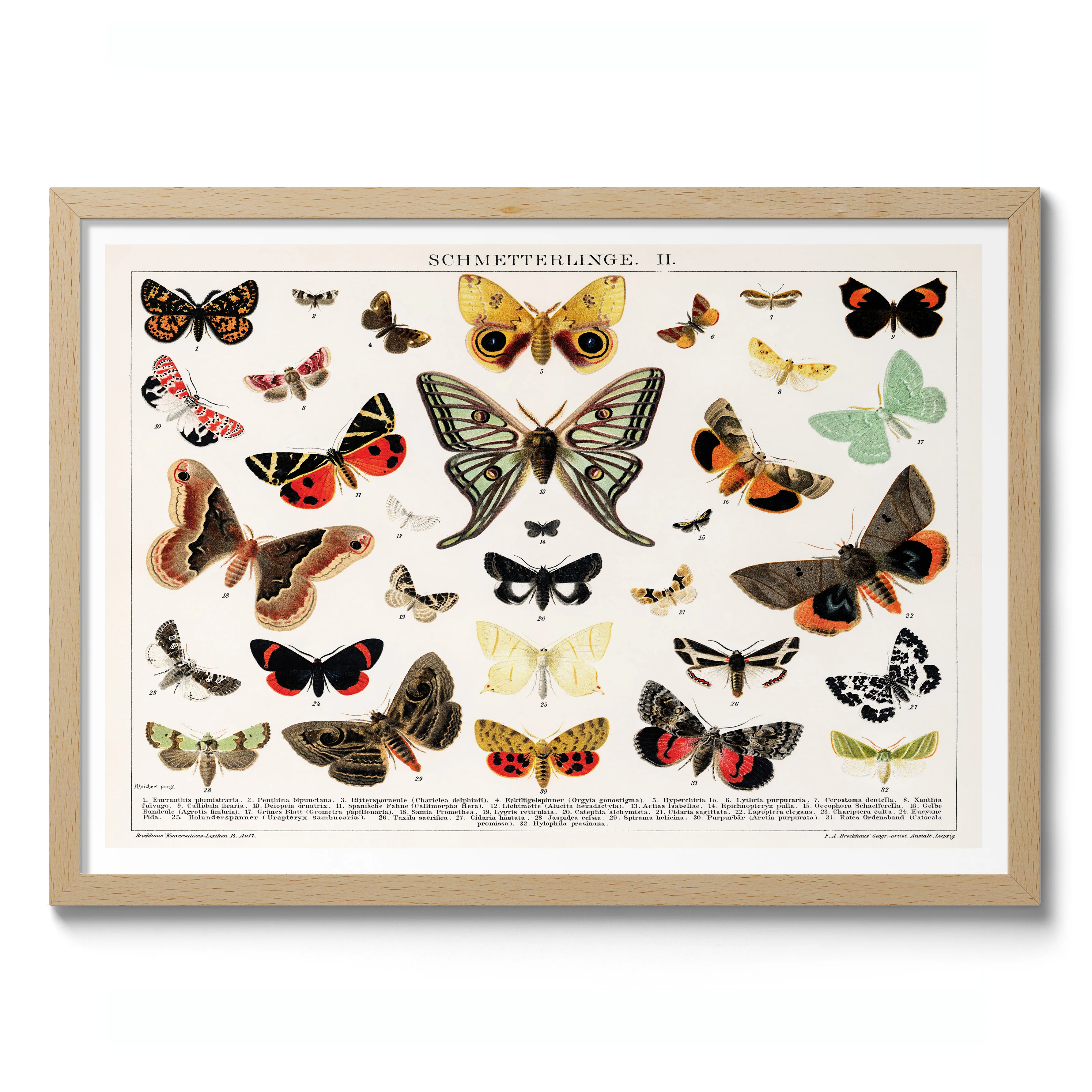 Antique Butterfly and Moth Lithograph - Image 3