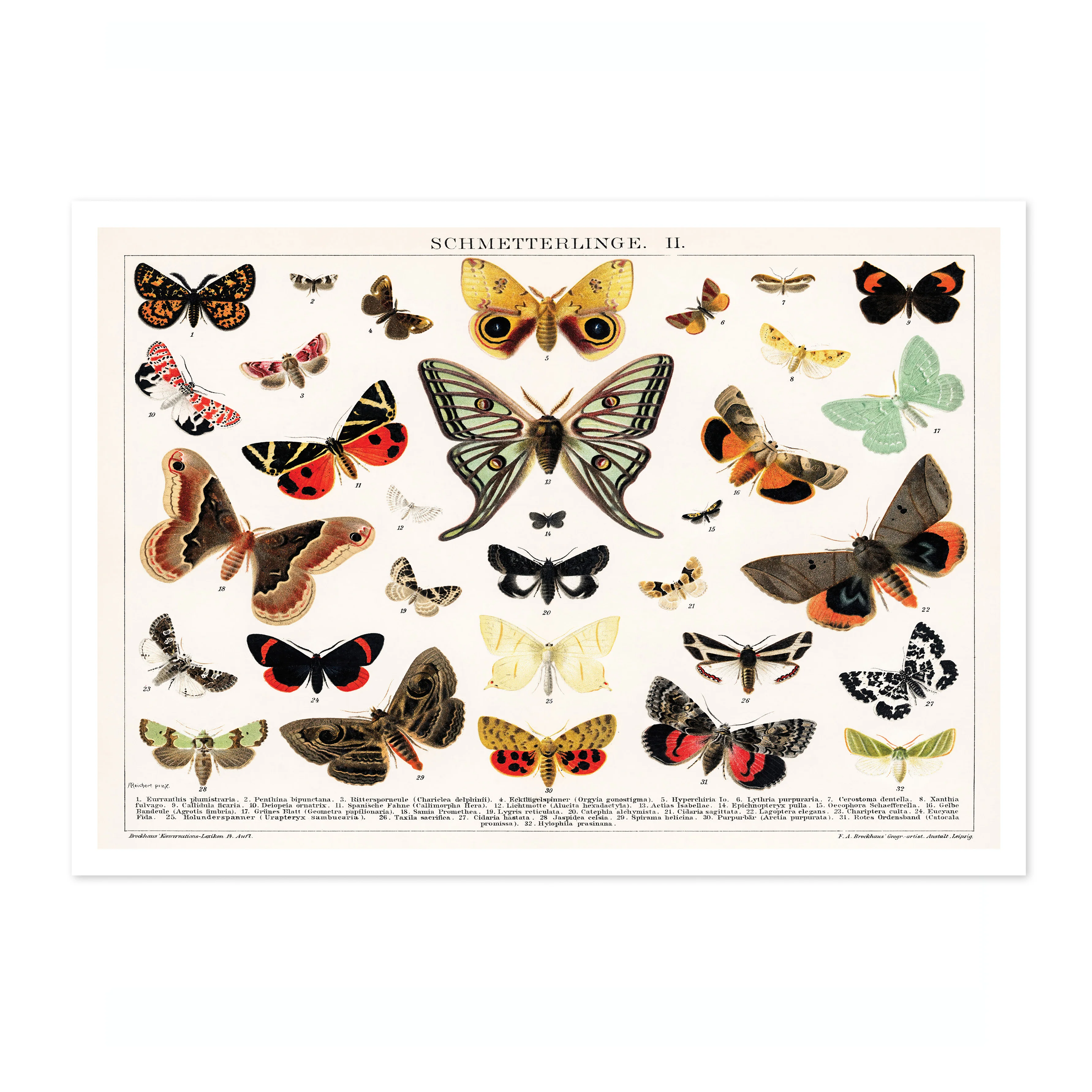 Antique Butterfly and Moth Lithograph - Image 4