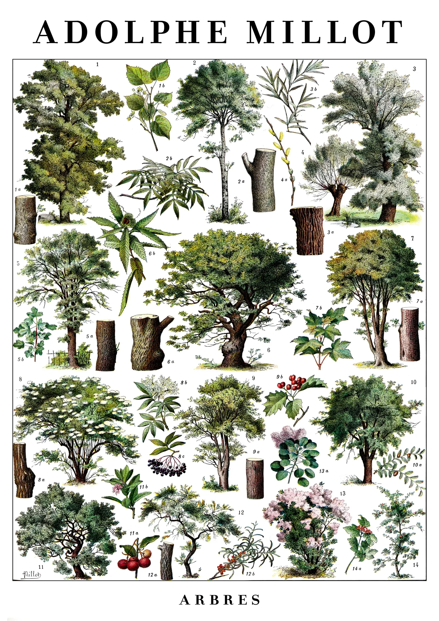 Arbres