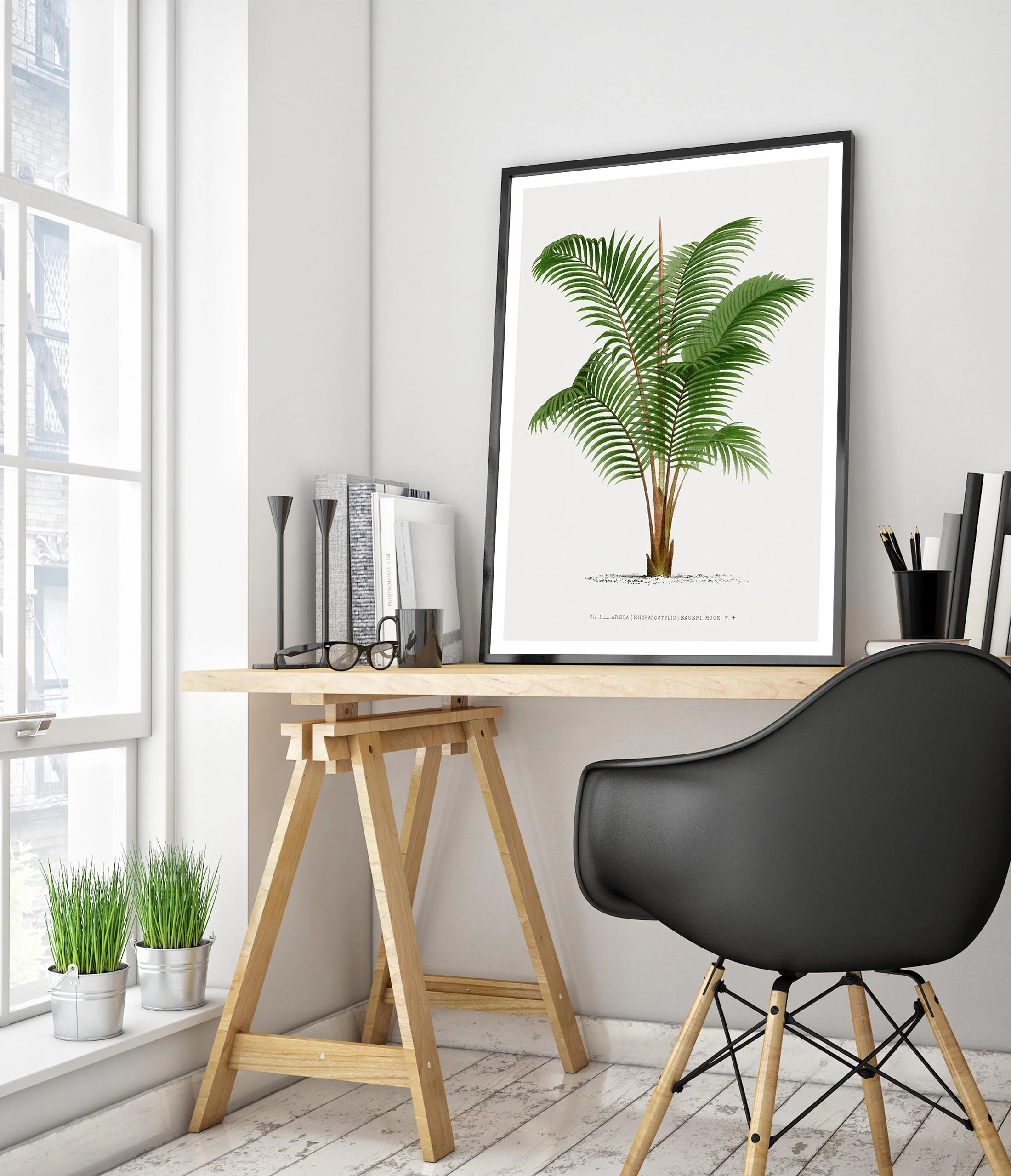 Areca Baueri - Image 5