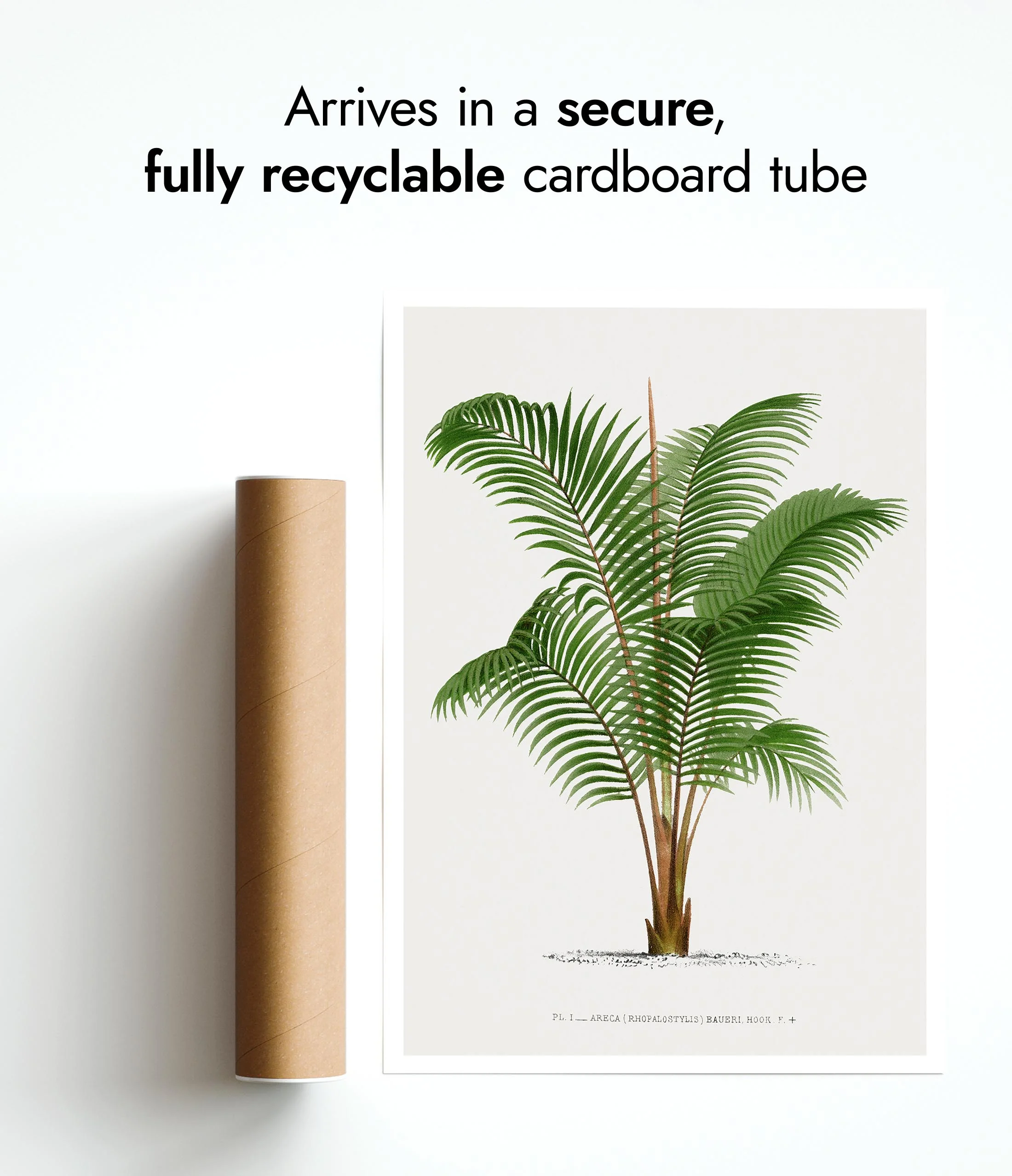 Areca Baueri - Image 9