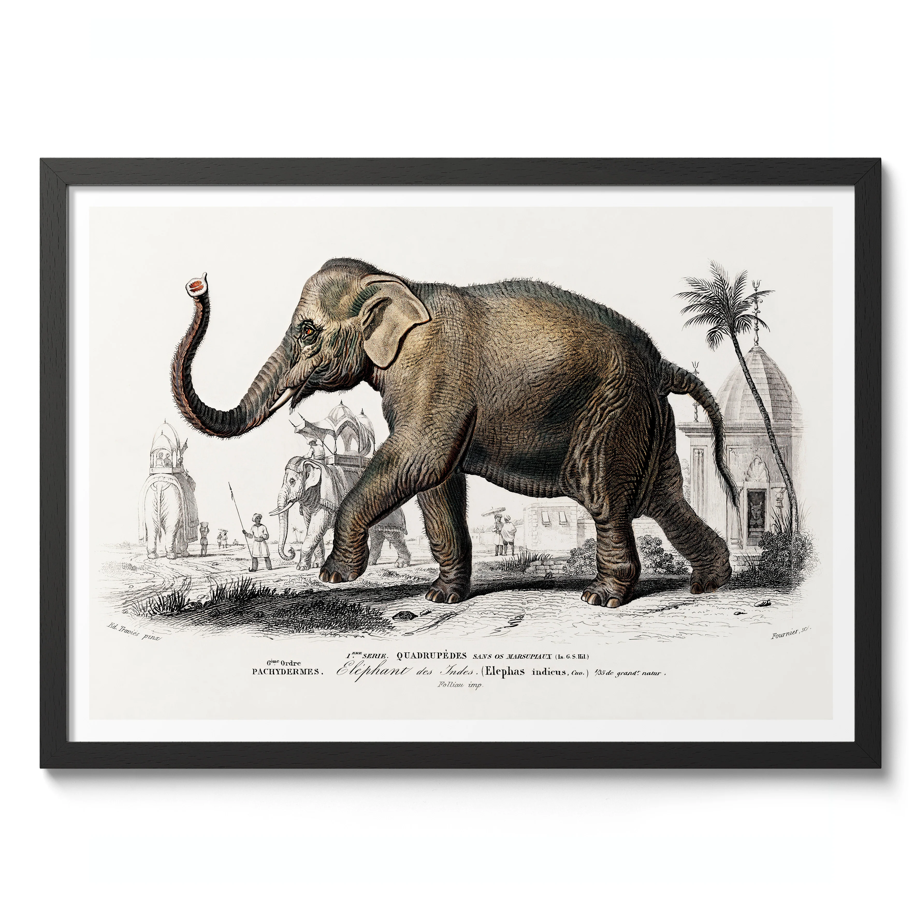 Asiatic Elephant - Image 2