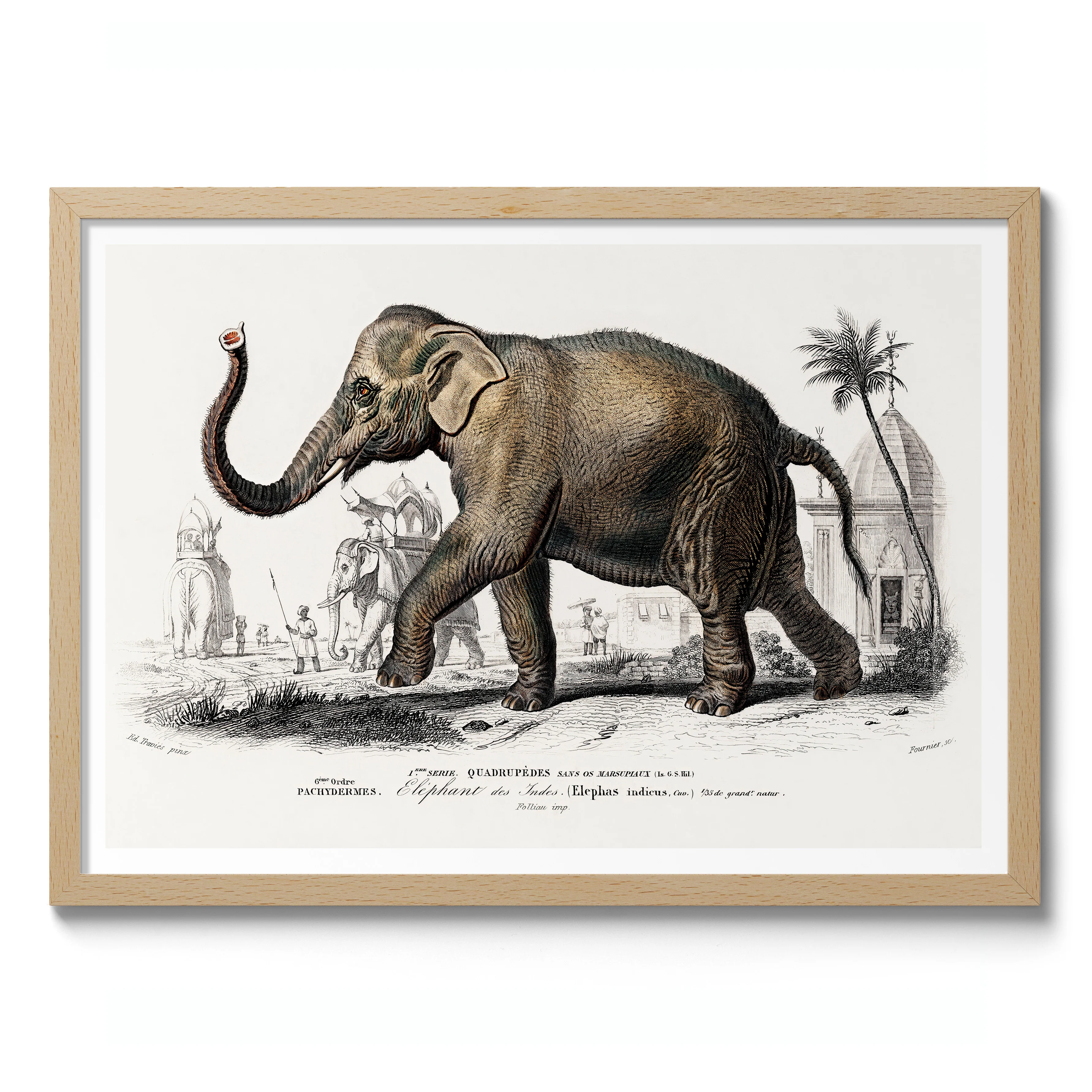 Asiatic Elephant - Image 3
