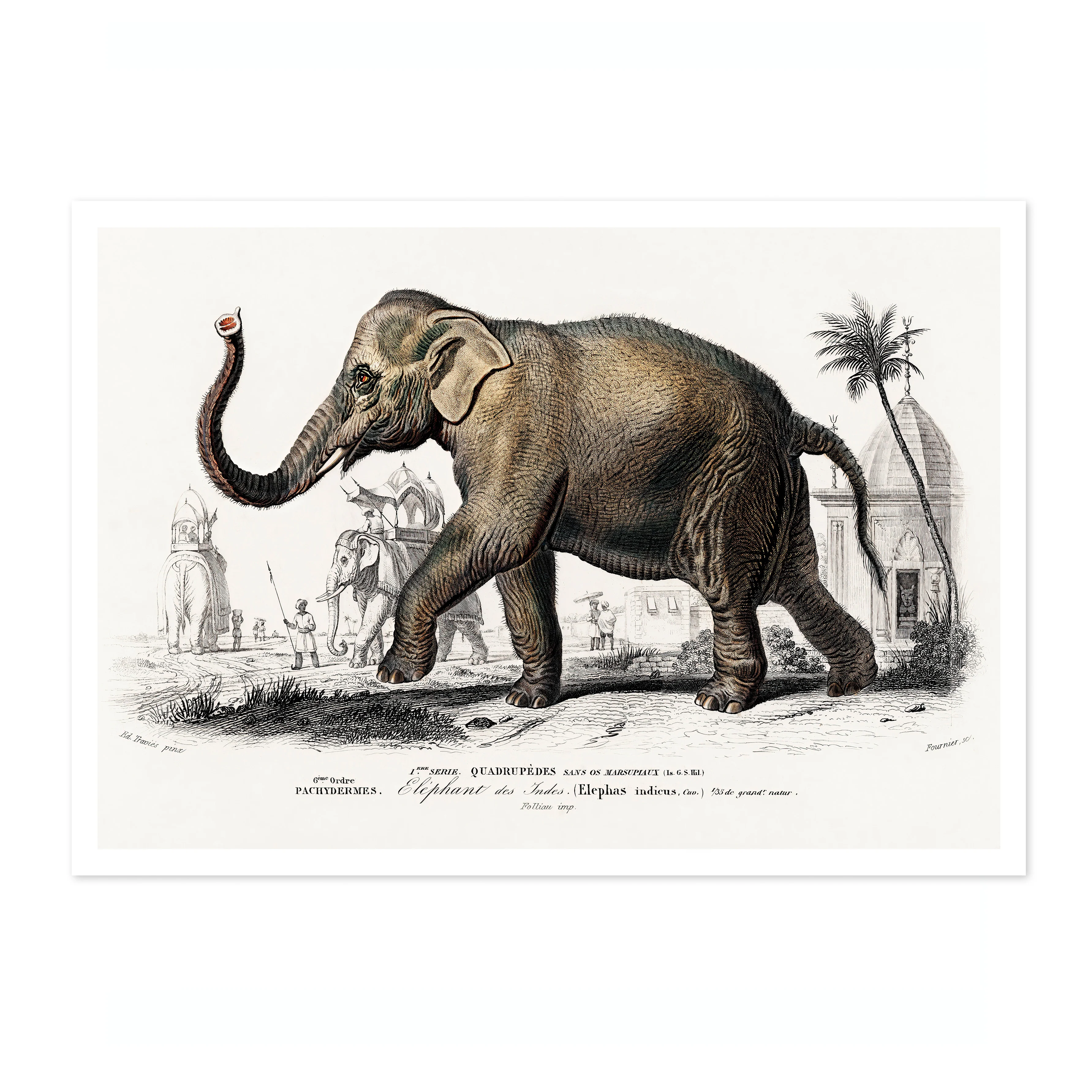 Asiatic Elephant - Image 4