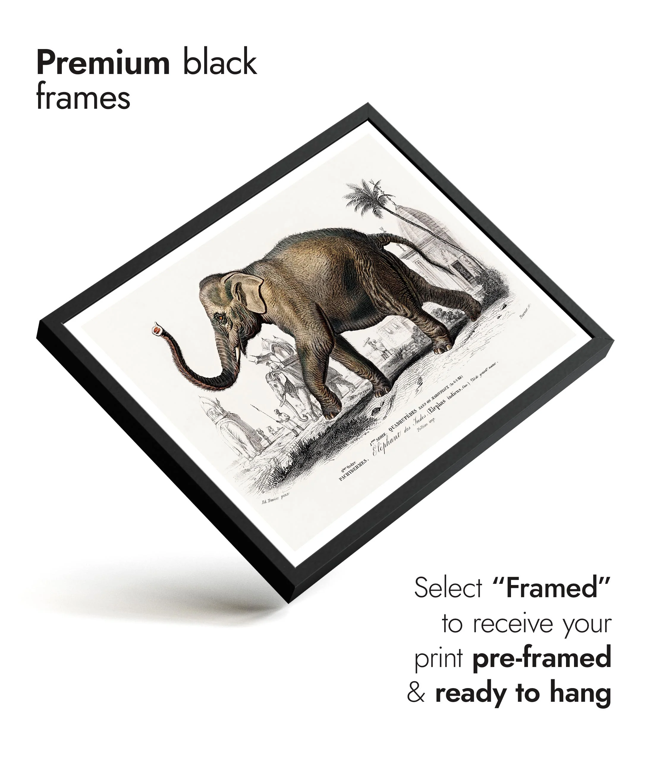 Asiatic Elephant - Image 7