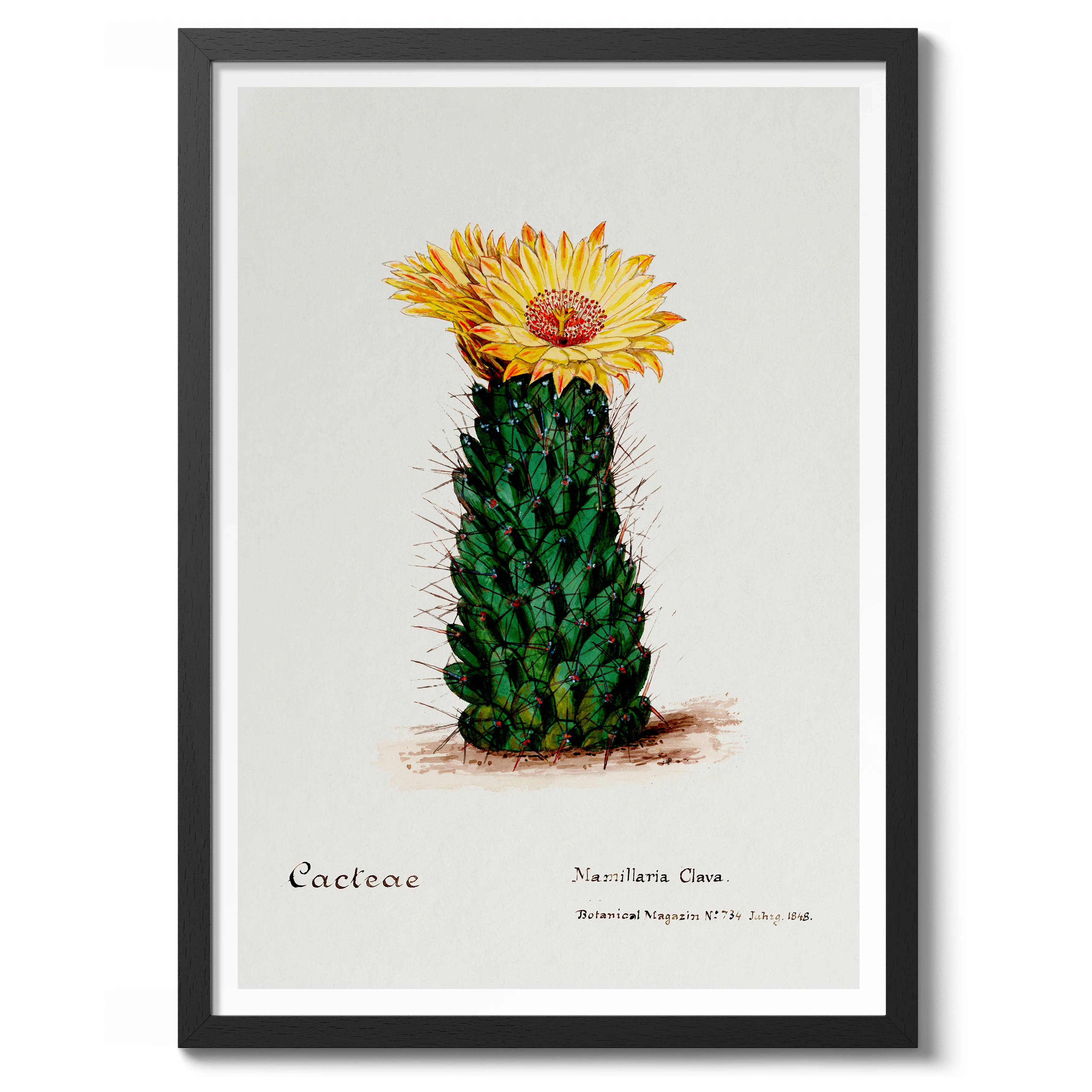 Beehive Cactus - Image 2