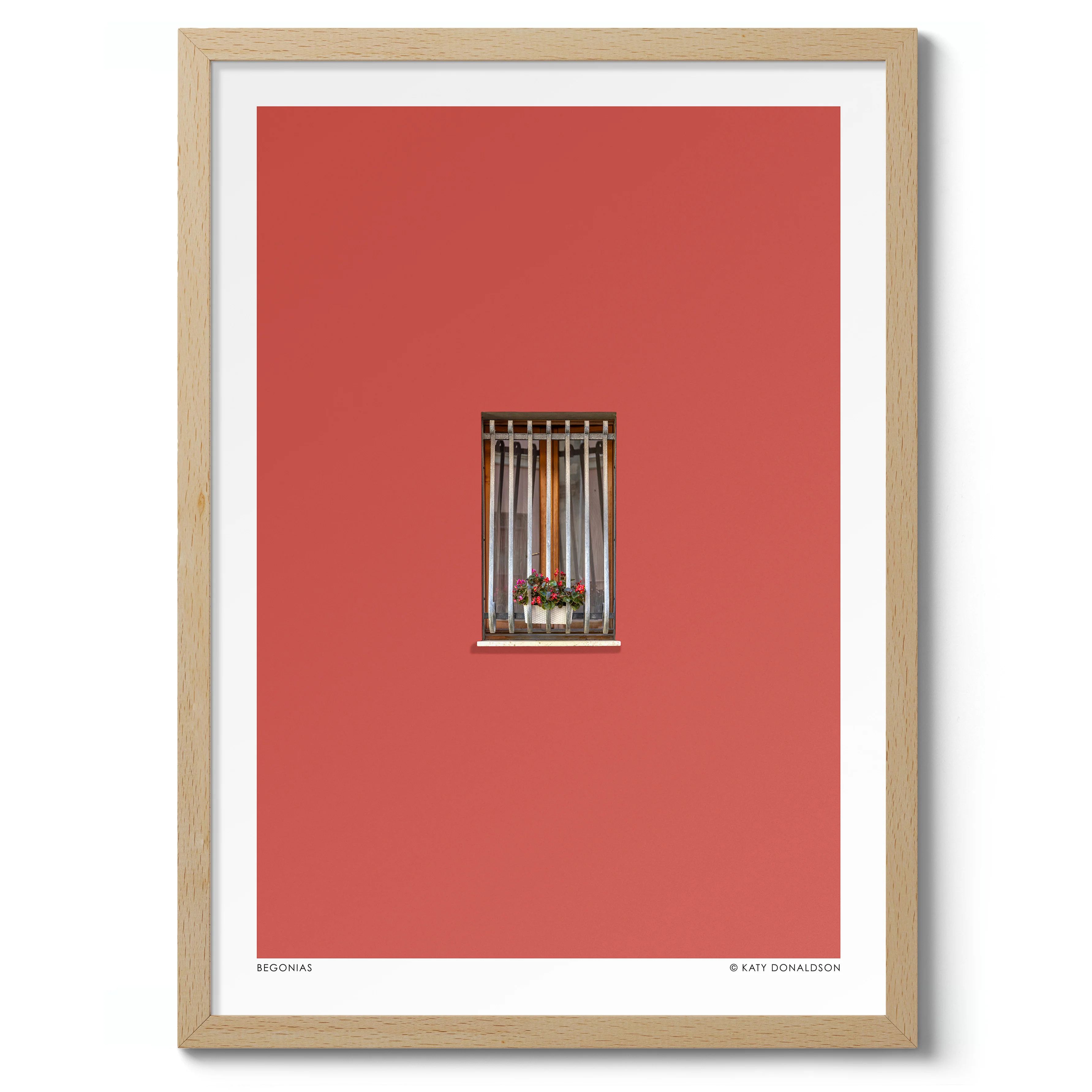 Begonias - Image 3