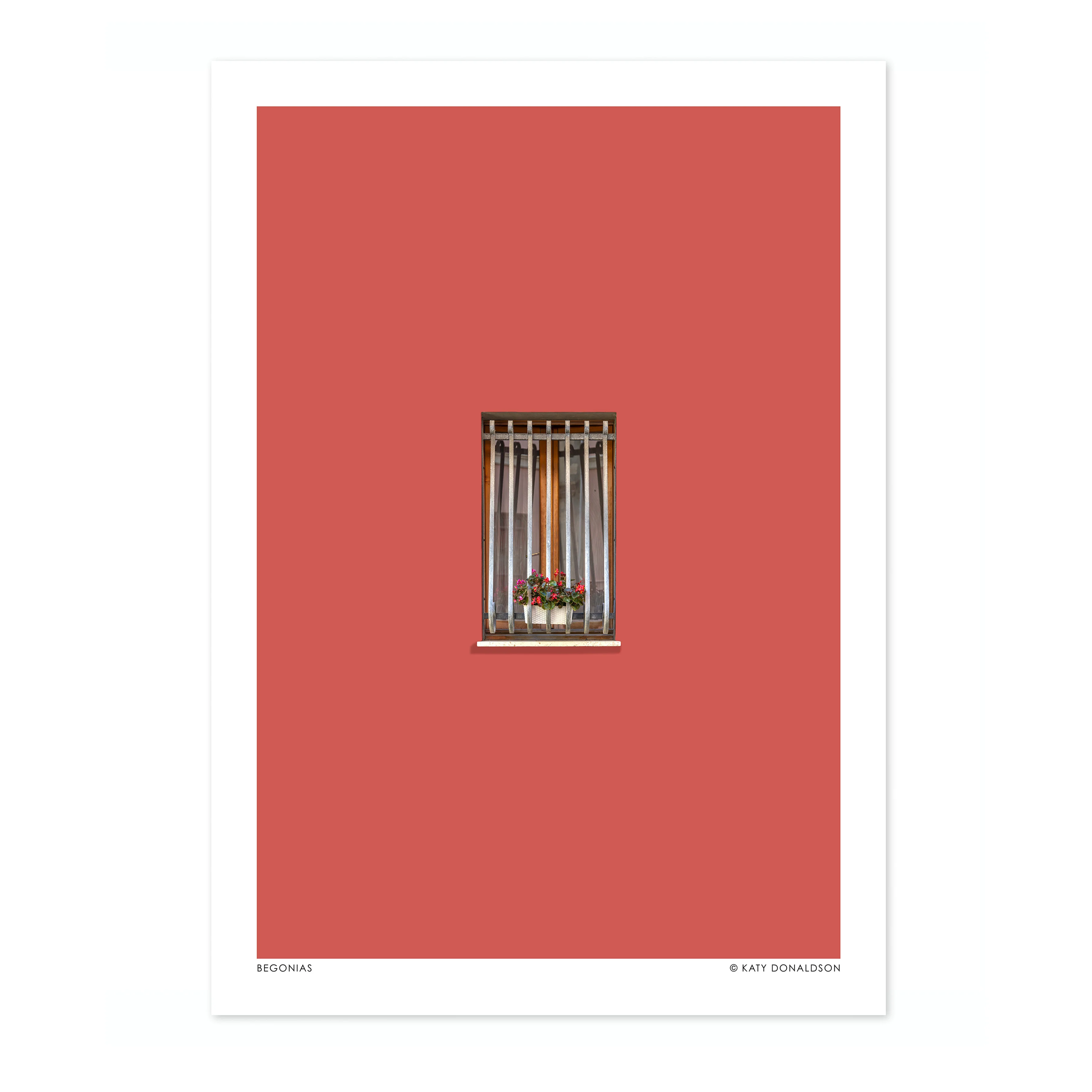 Begonias - Image 4