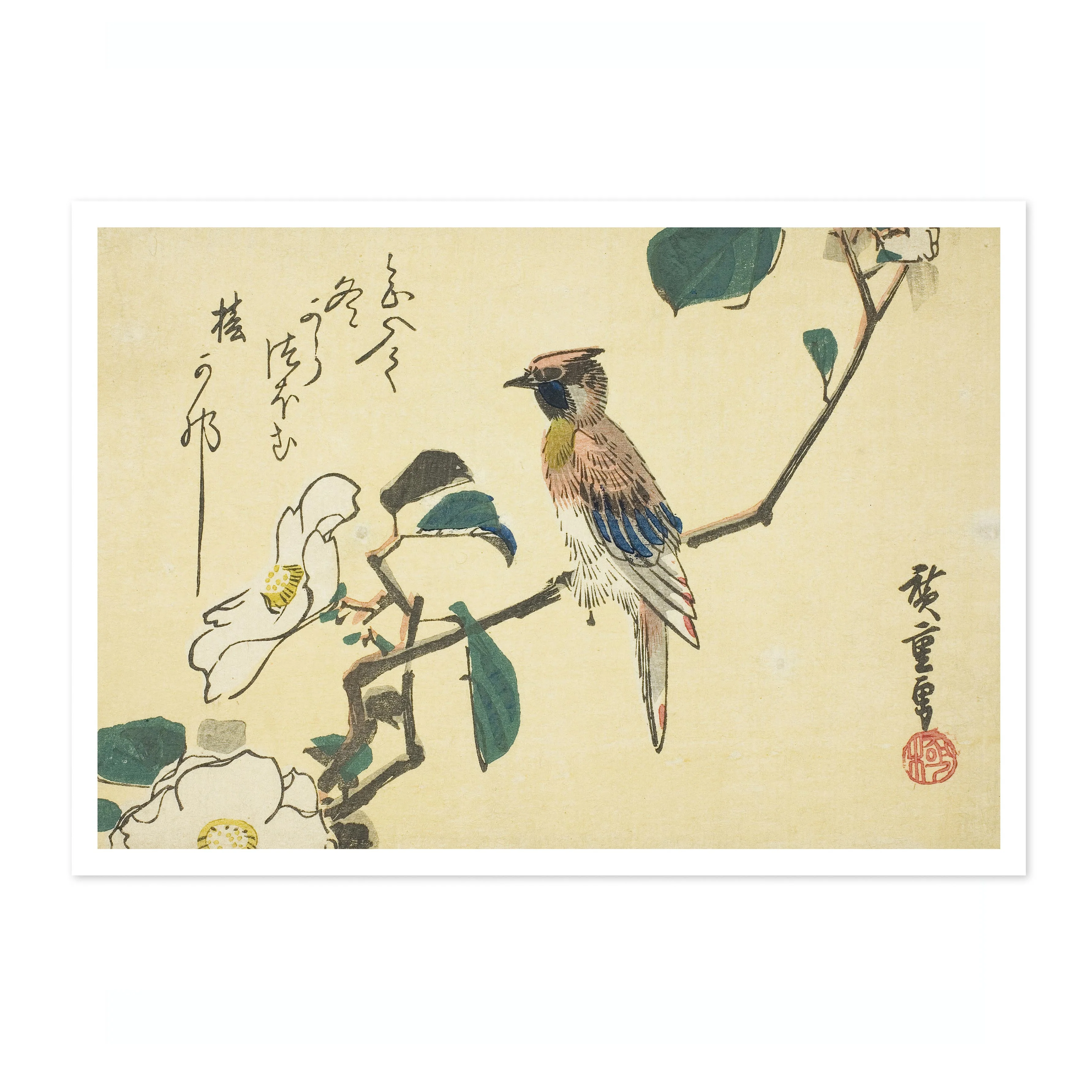 Black-Naped Oriole on Camellia Beach - Image 4