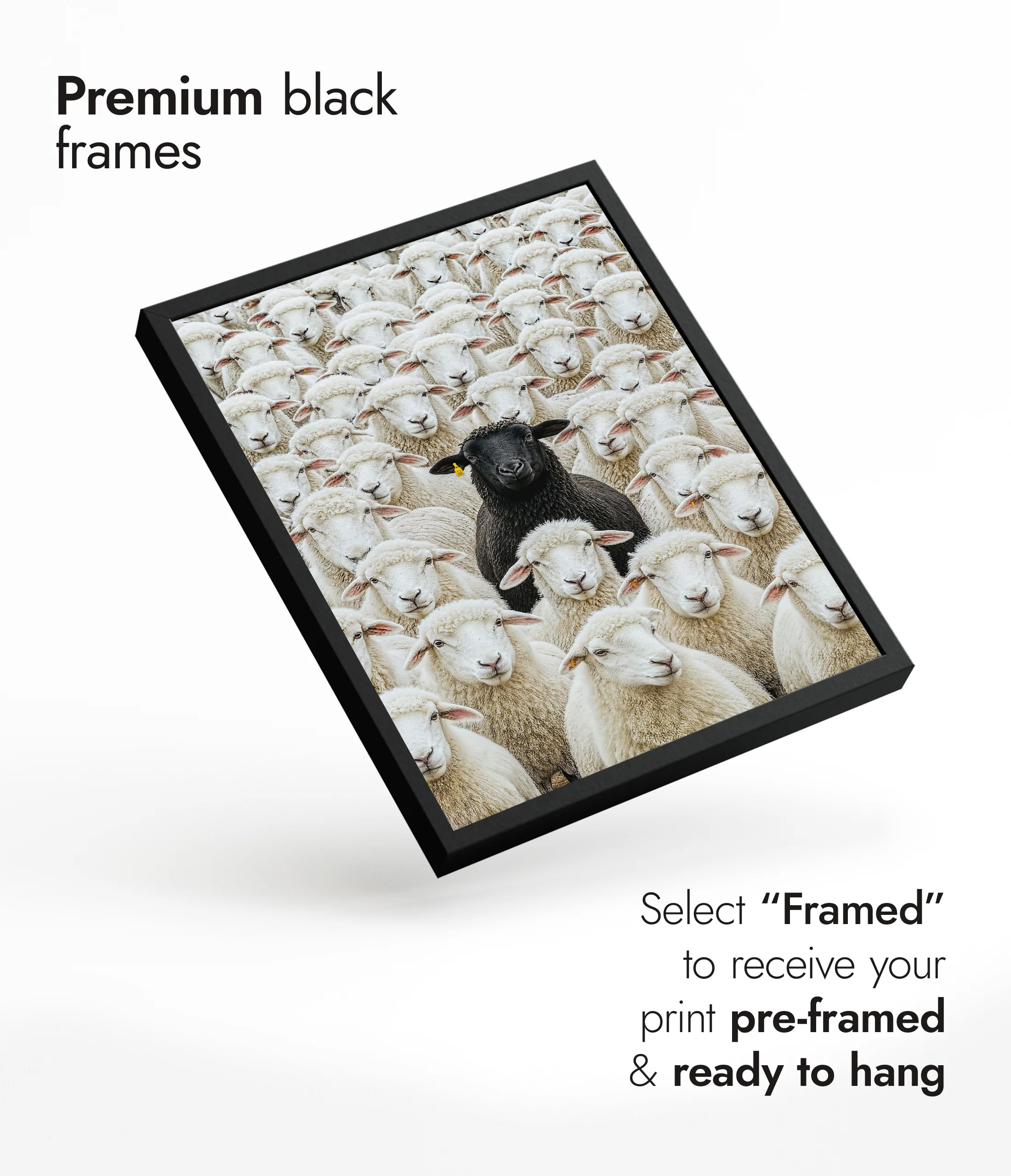 Black Sheep - Image 7