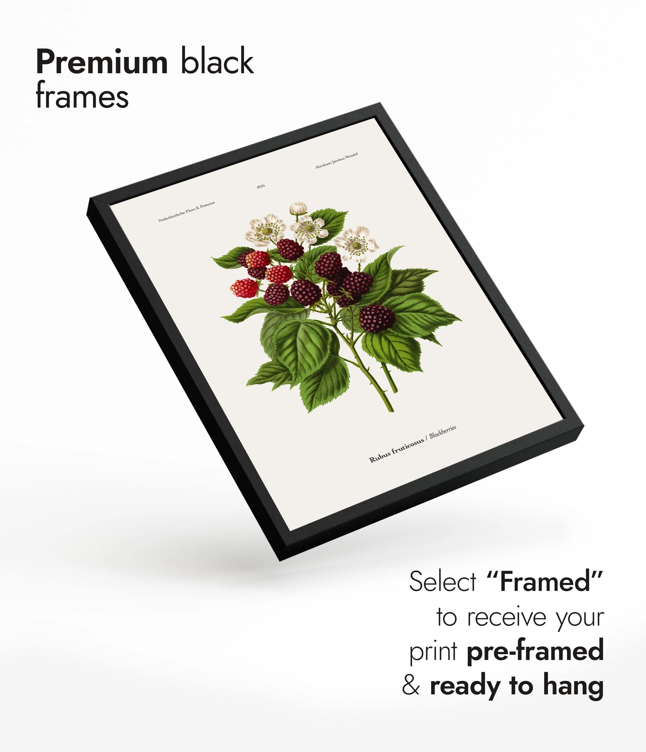 Blackberries - Image 7