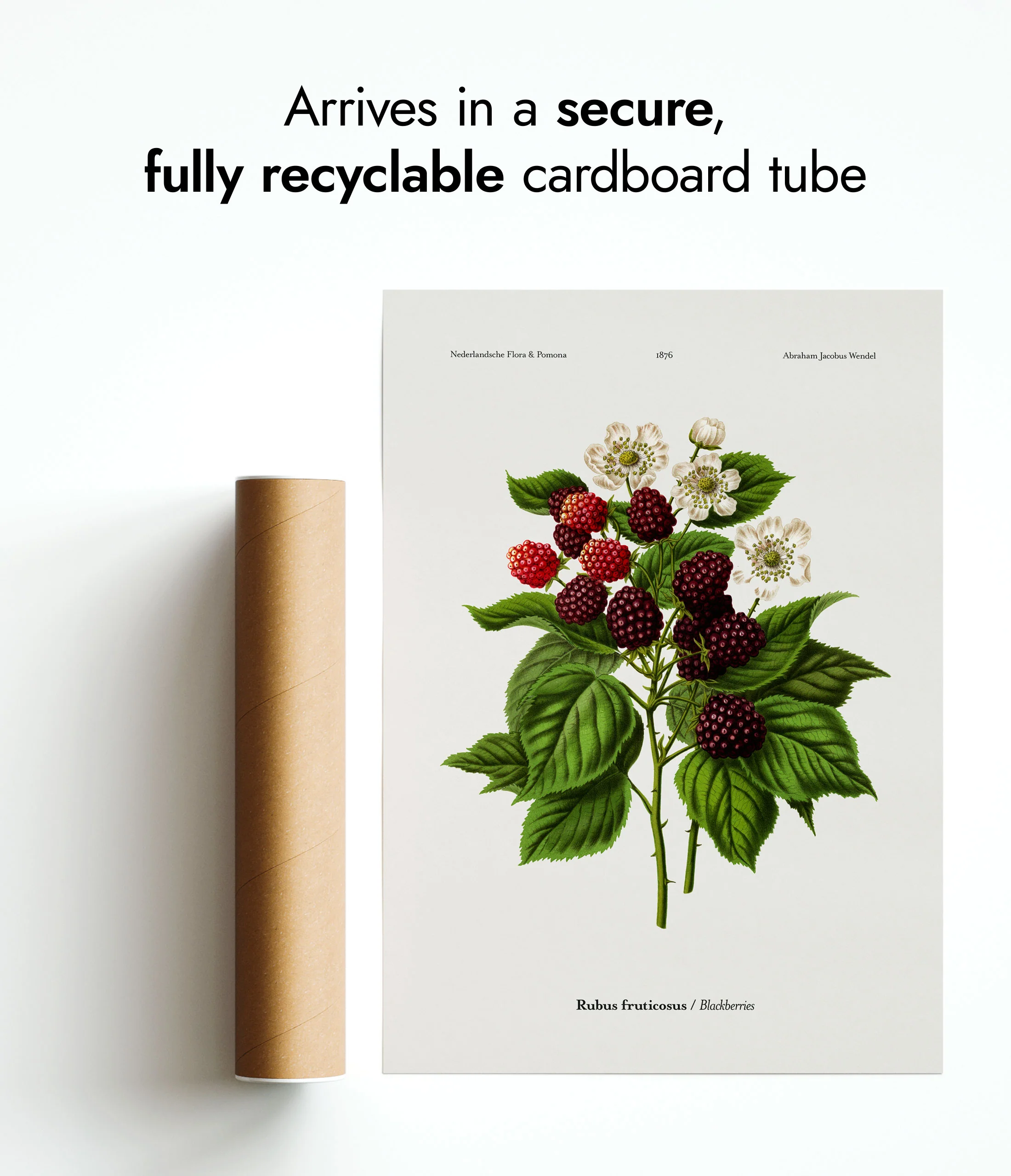 Blackberries - Image 9