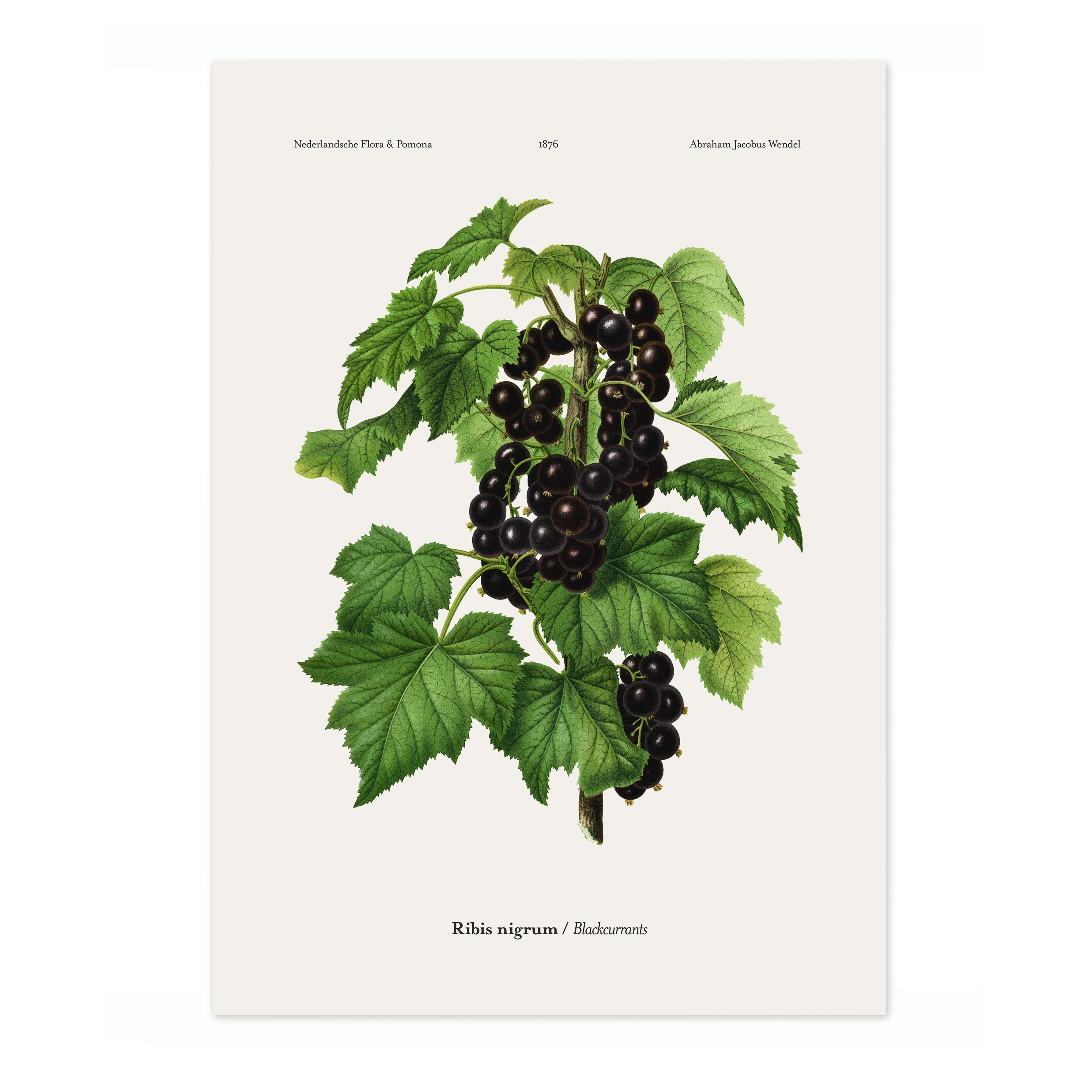 Blackcurrants - Image 4