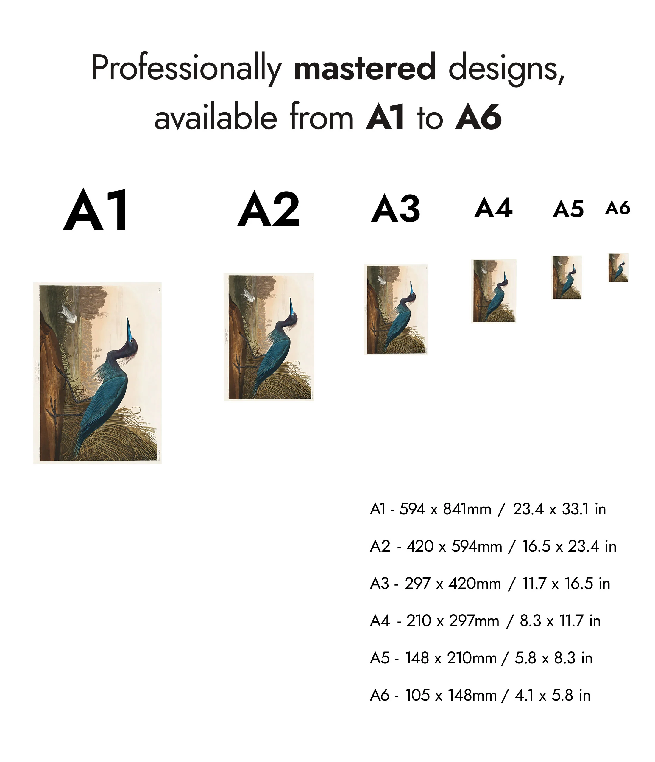 Blue Crane - Image 8
