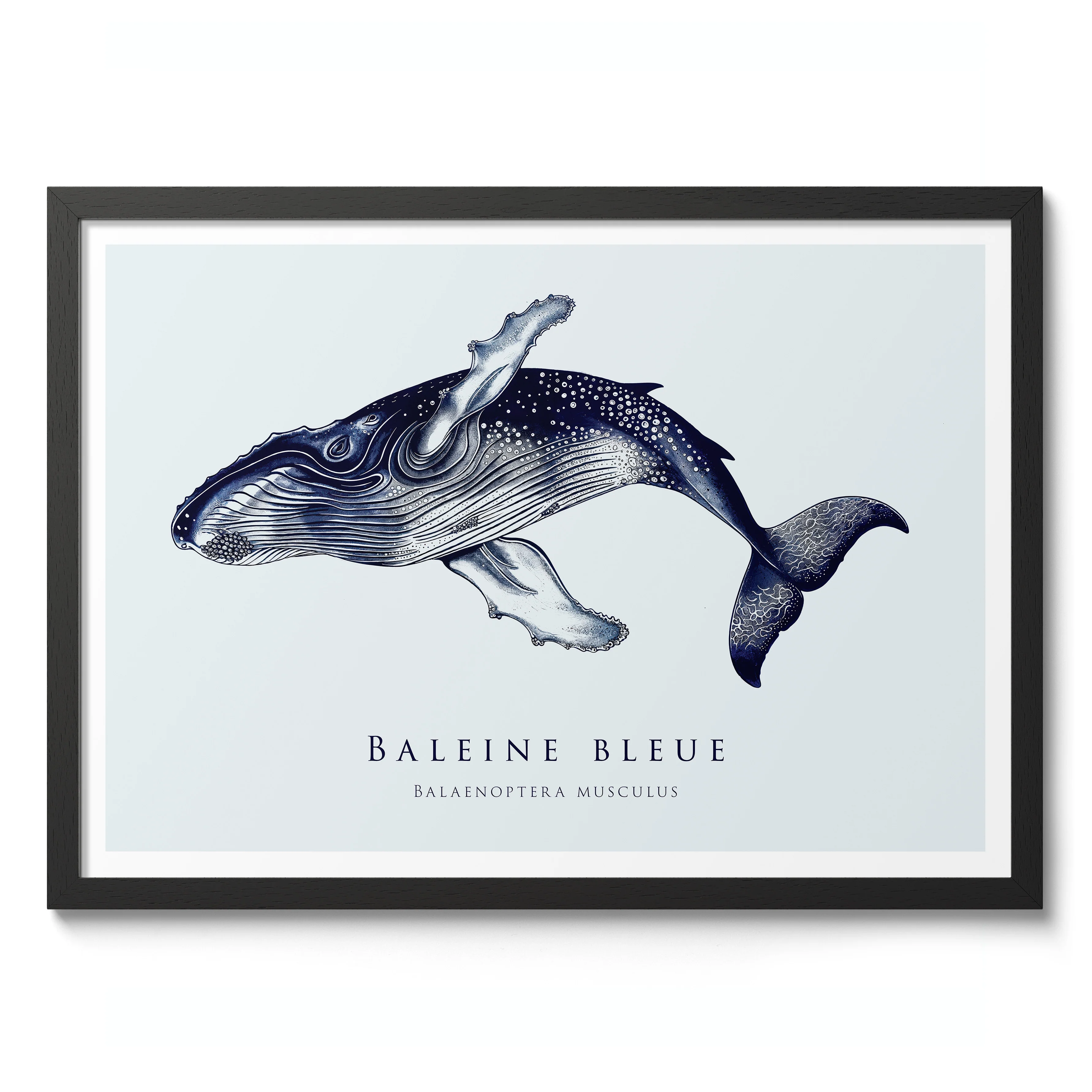 Blue Whale - Image 2