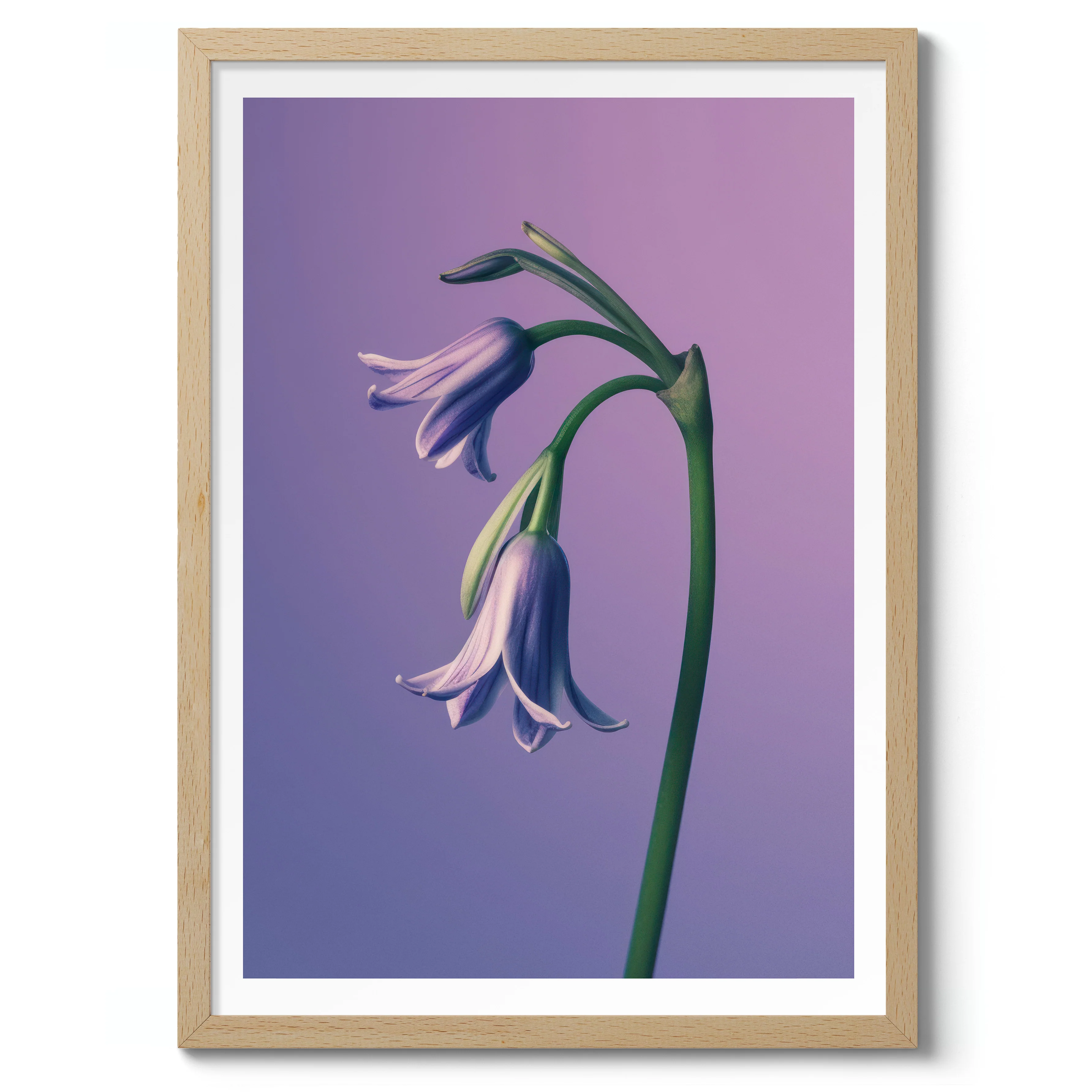 Bluebell - Image 3