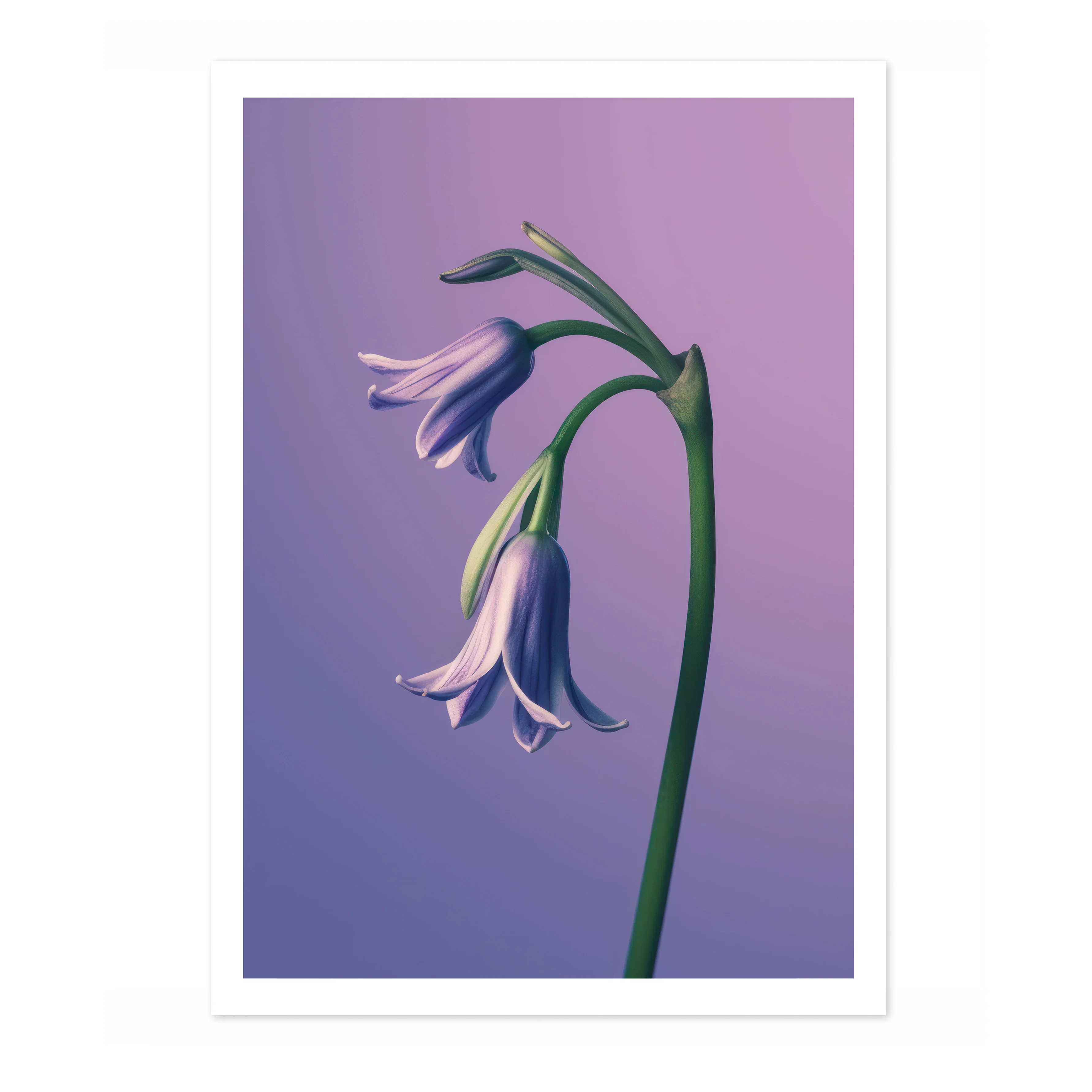Bluebell - Image 4