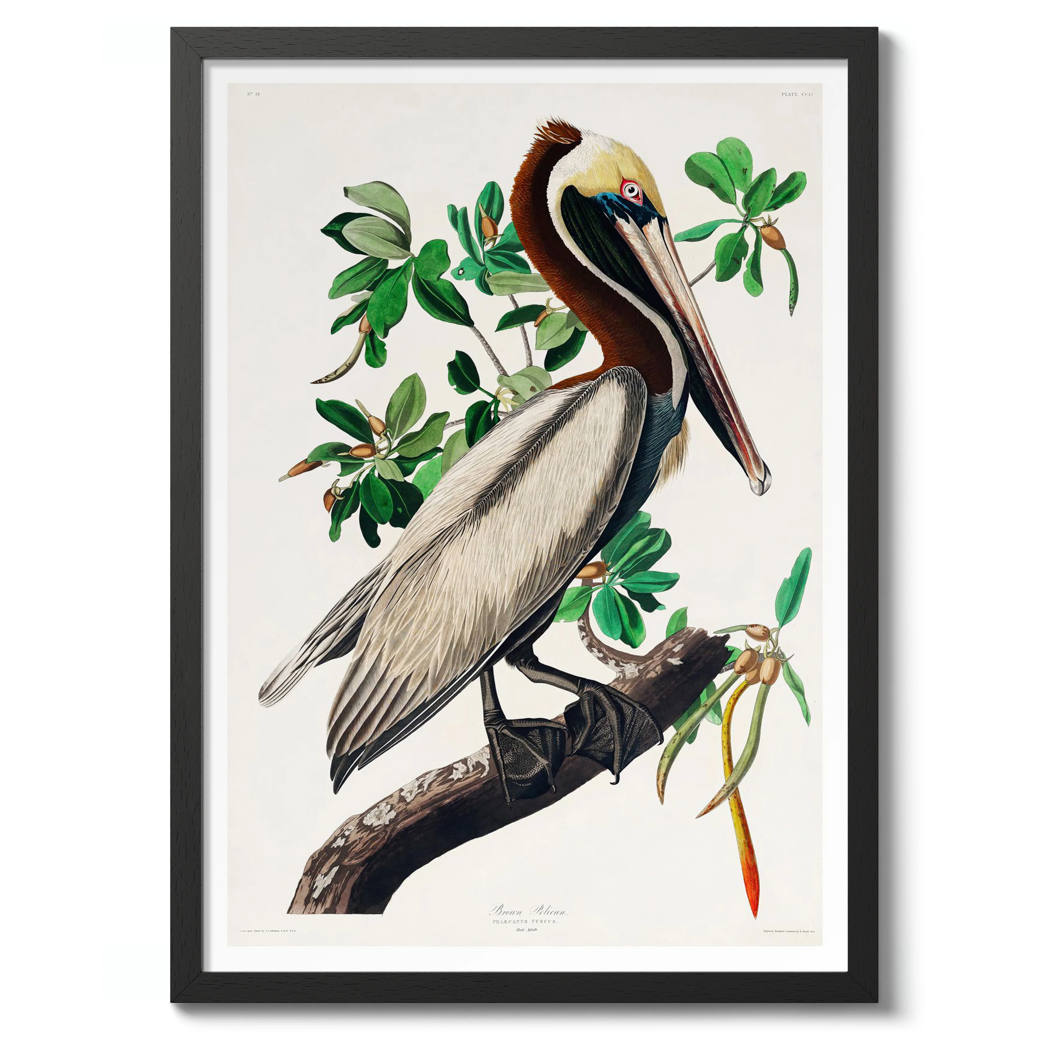 Brown Pelican - Image 2