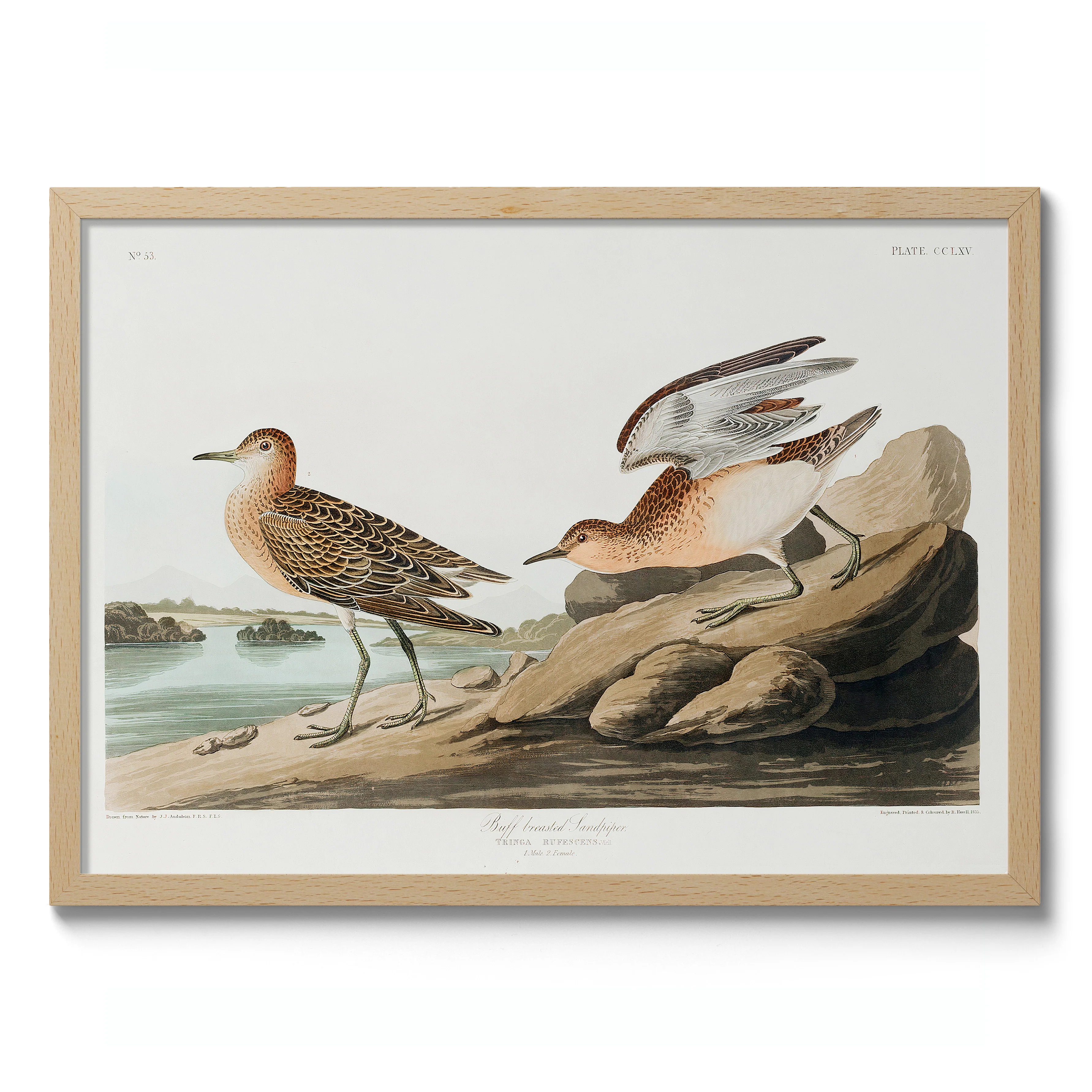 Buff Breasted Sandpipers - Image 3