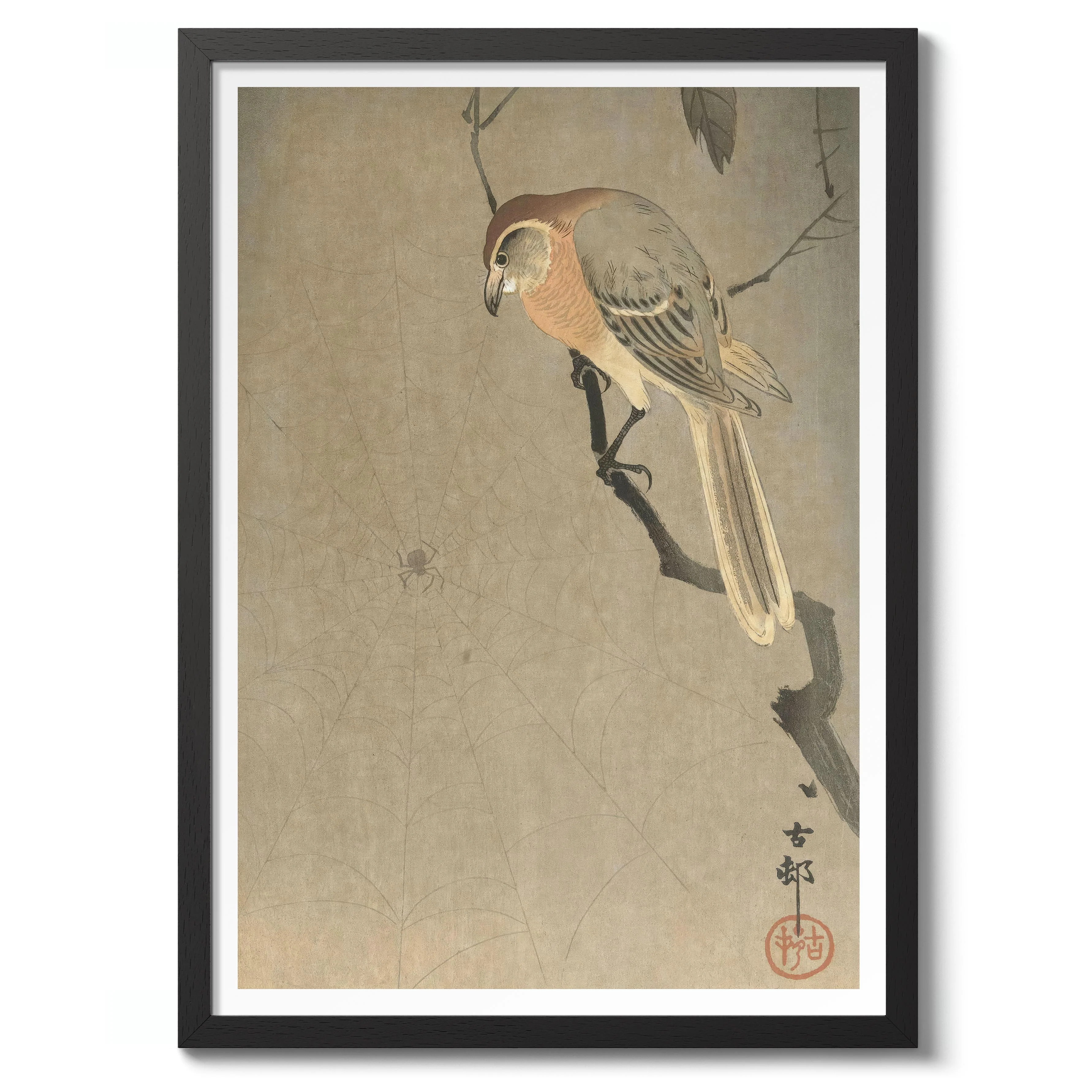 Buffalo-Headed Shrike & Spider - Image 2