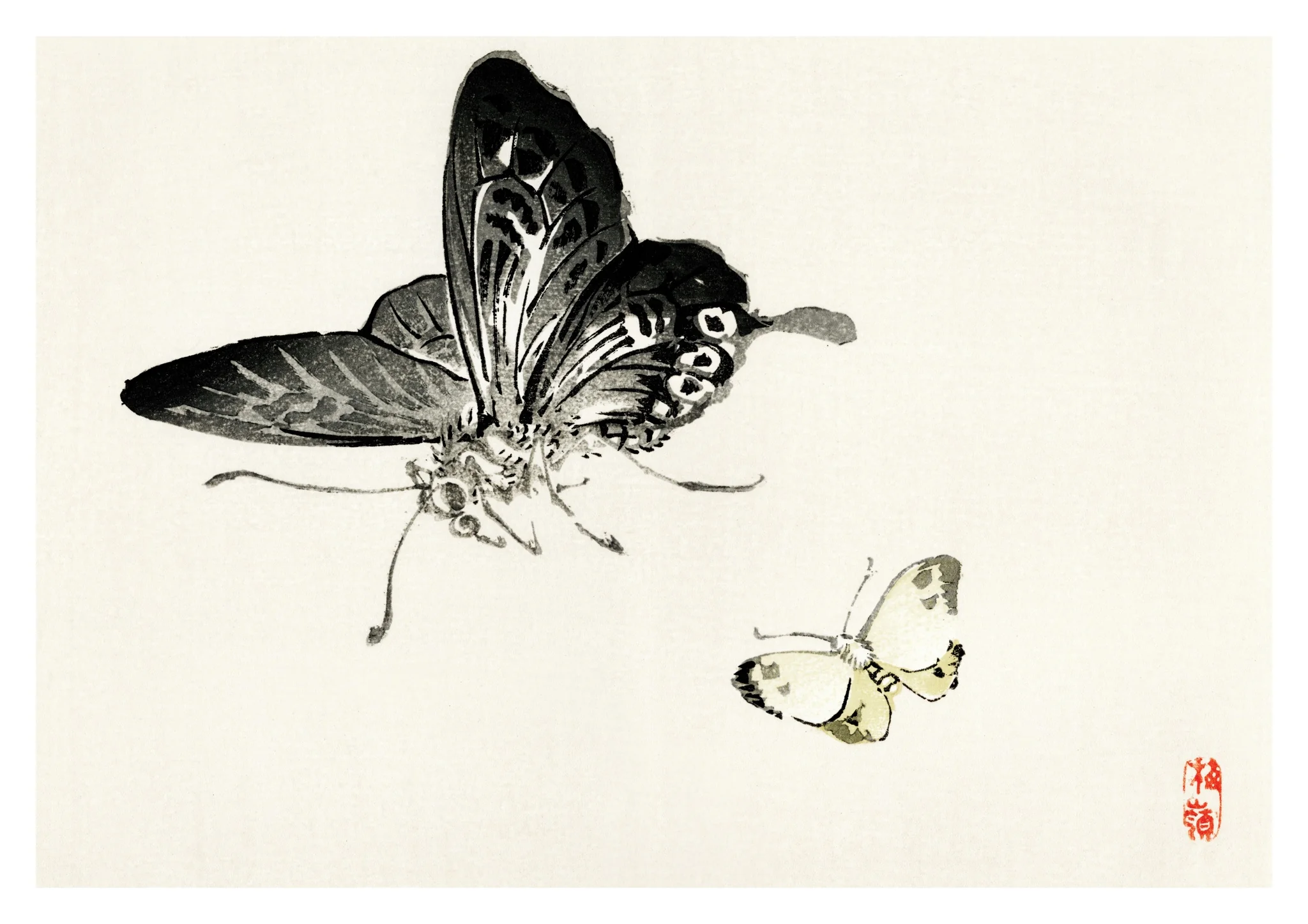 Butterflies