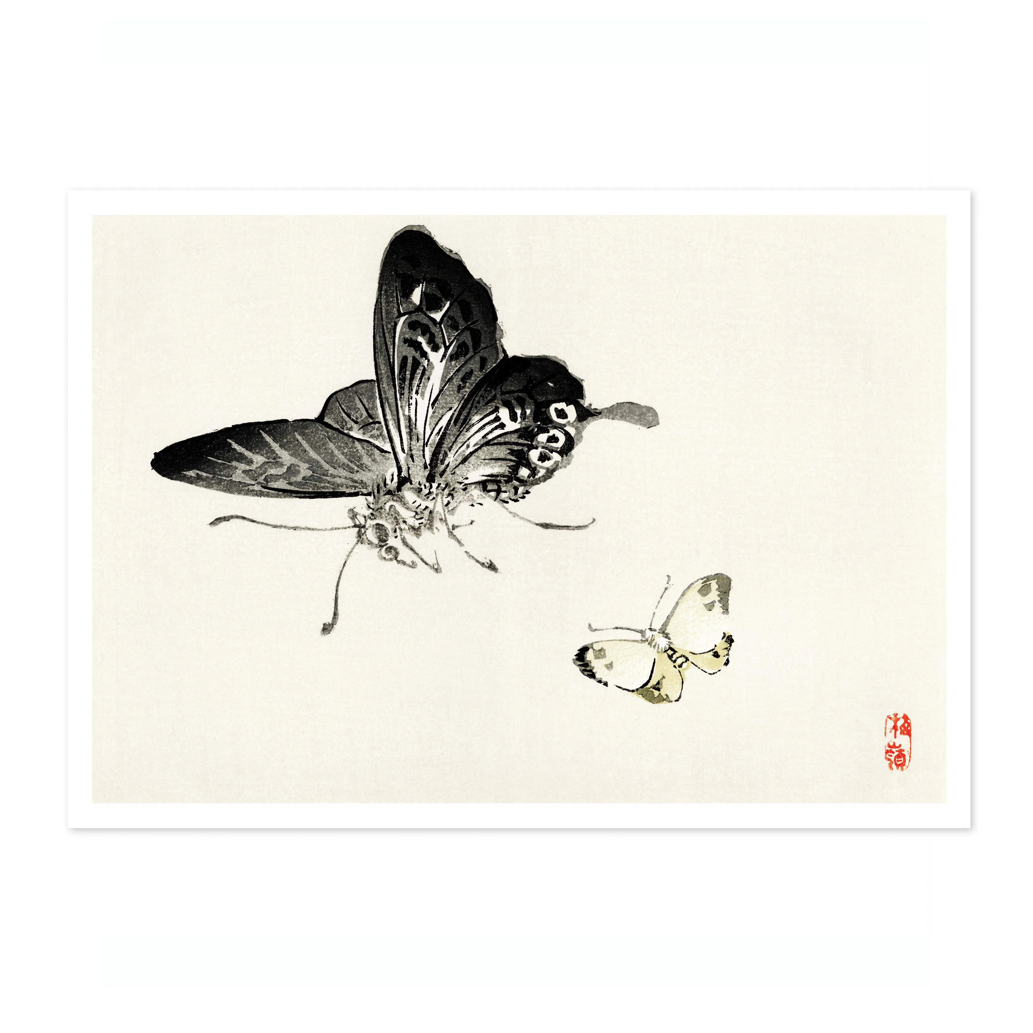Butterflies - Image 4