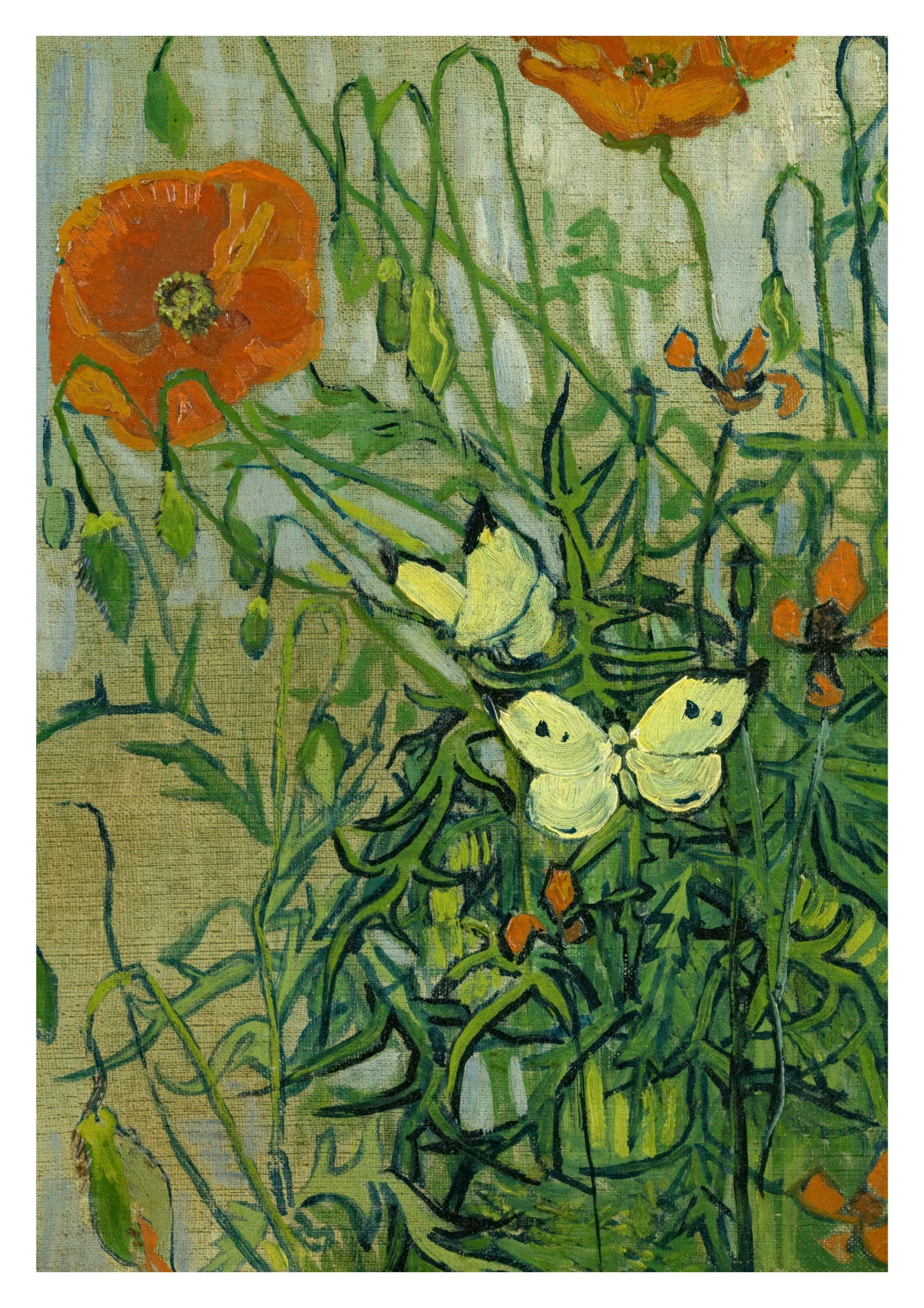 Butterflies and Poppies