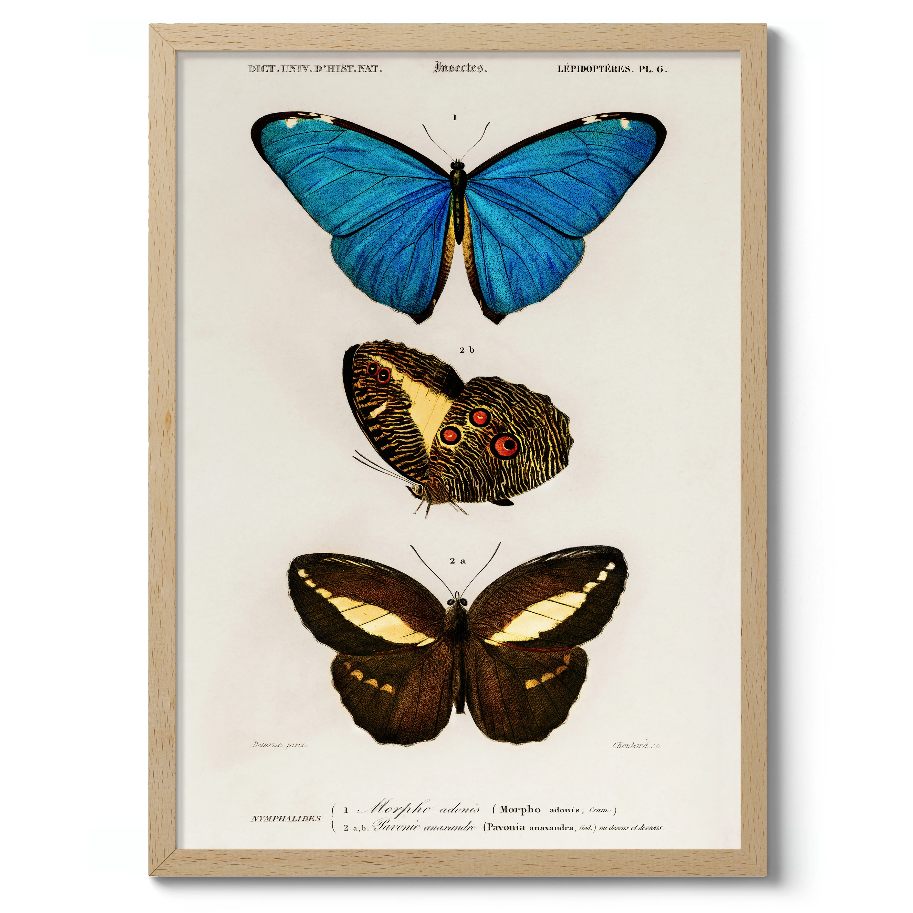 Butterflies, Blue - Image 3