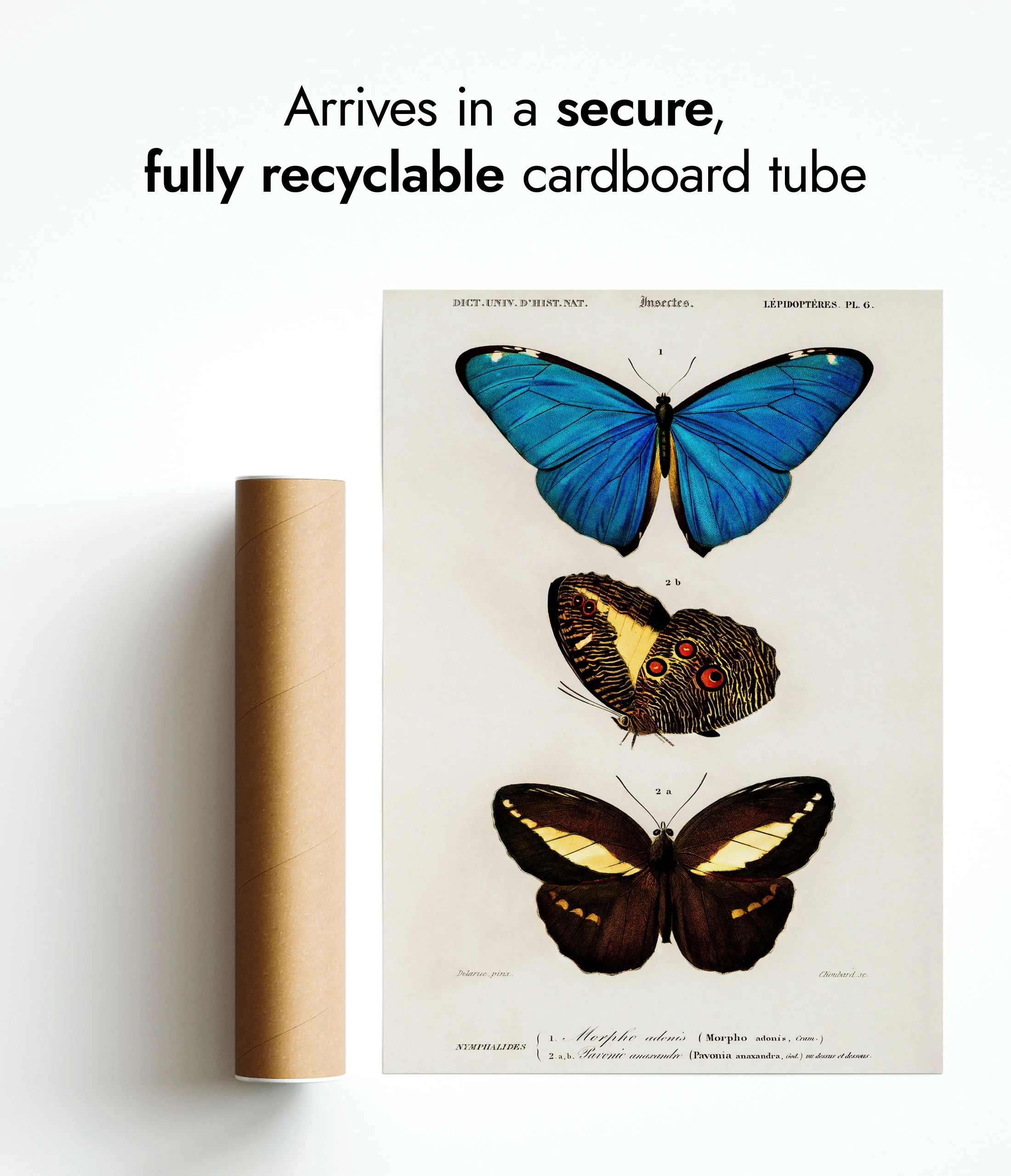 Butterflies, Blue - Image 9